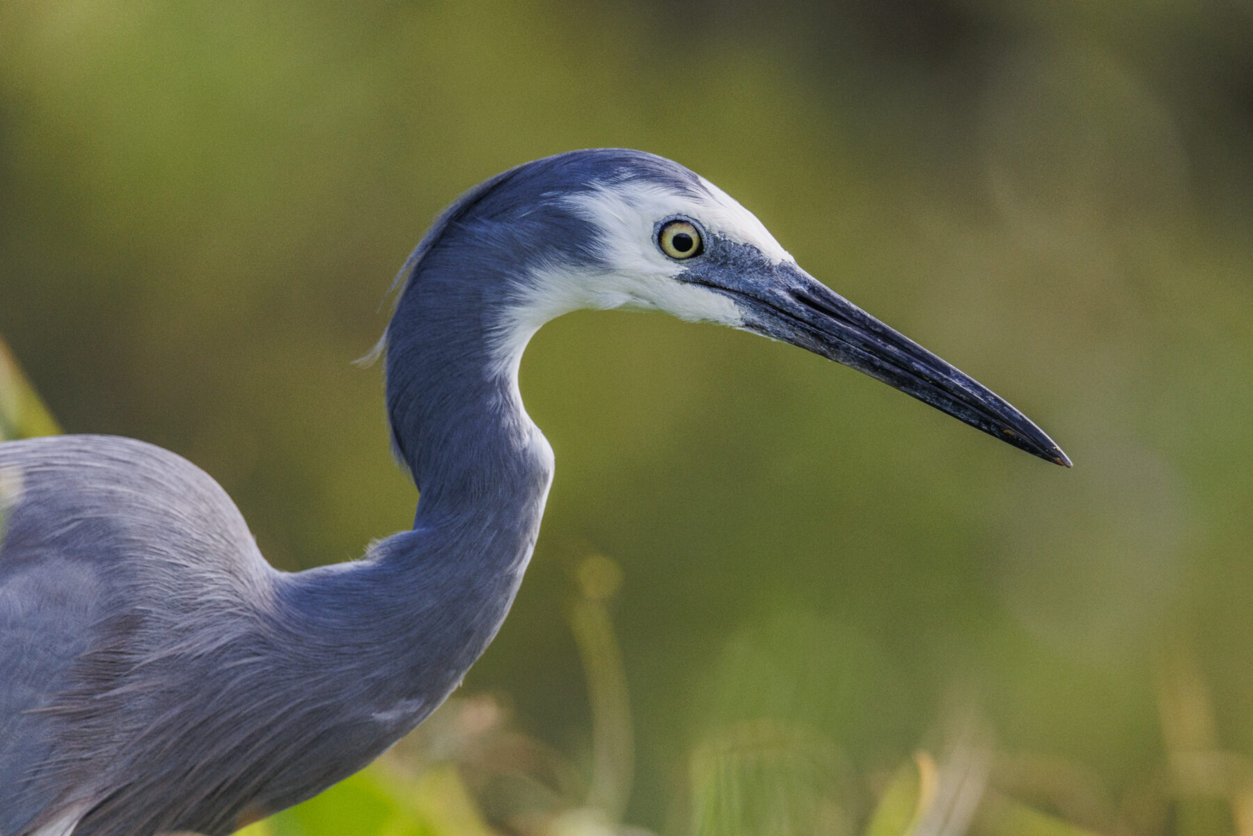 A white-faced heron
