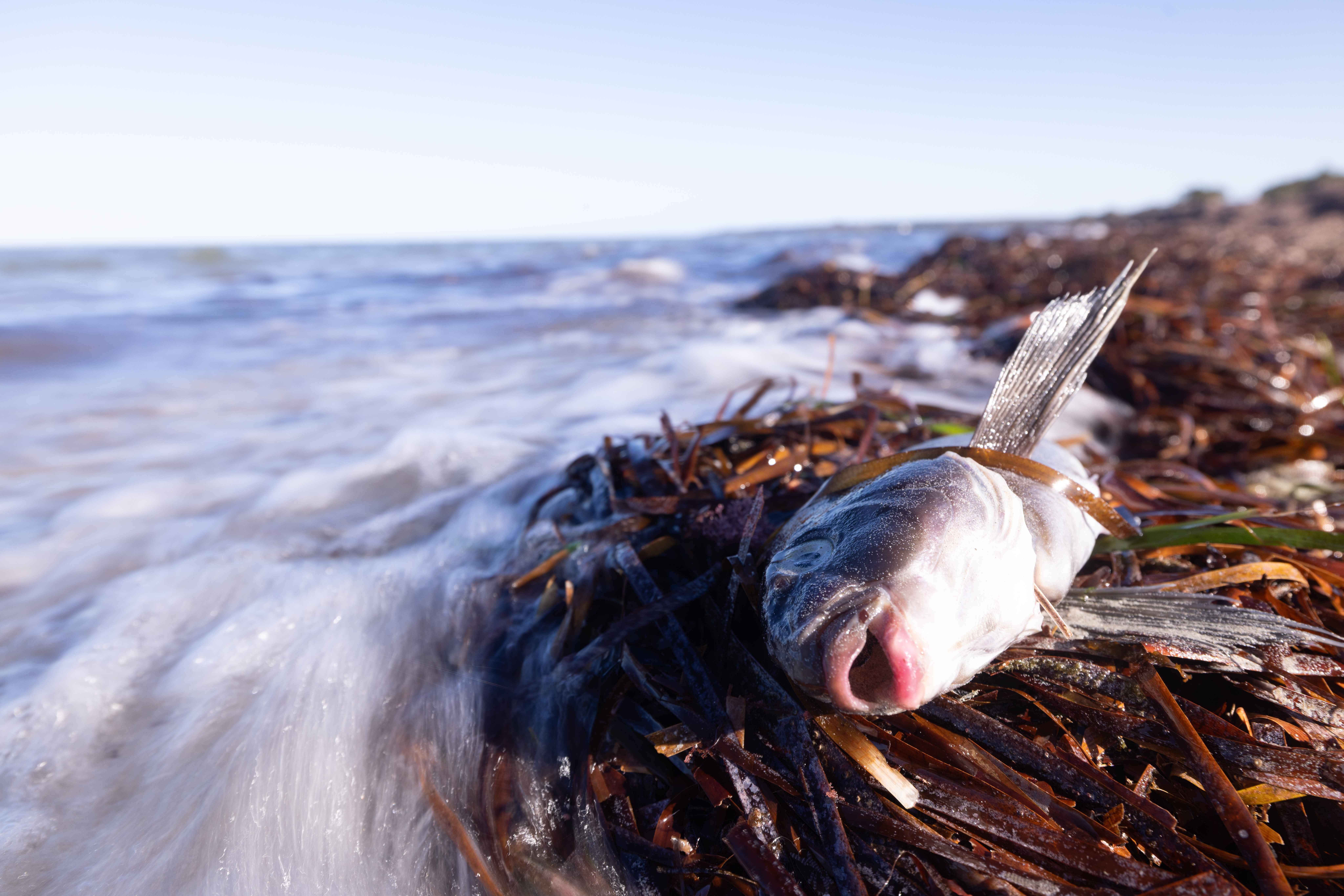 Dead fish washed up on beach