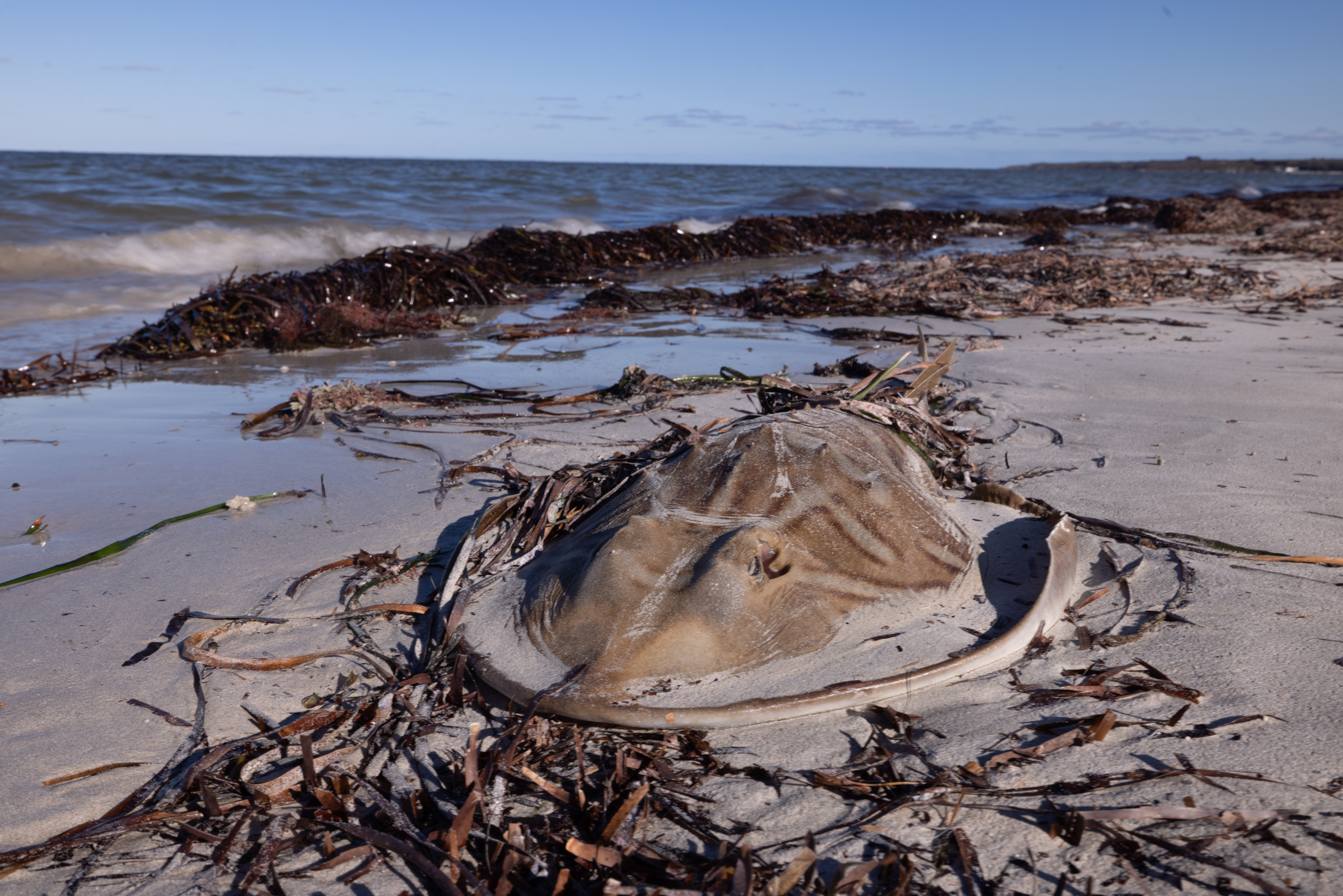 Southern fiddler ray washed up on beach