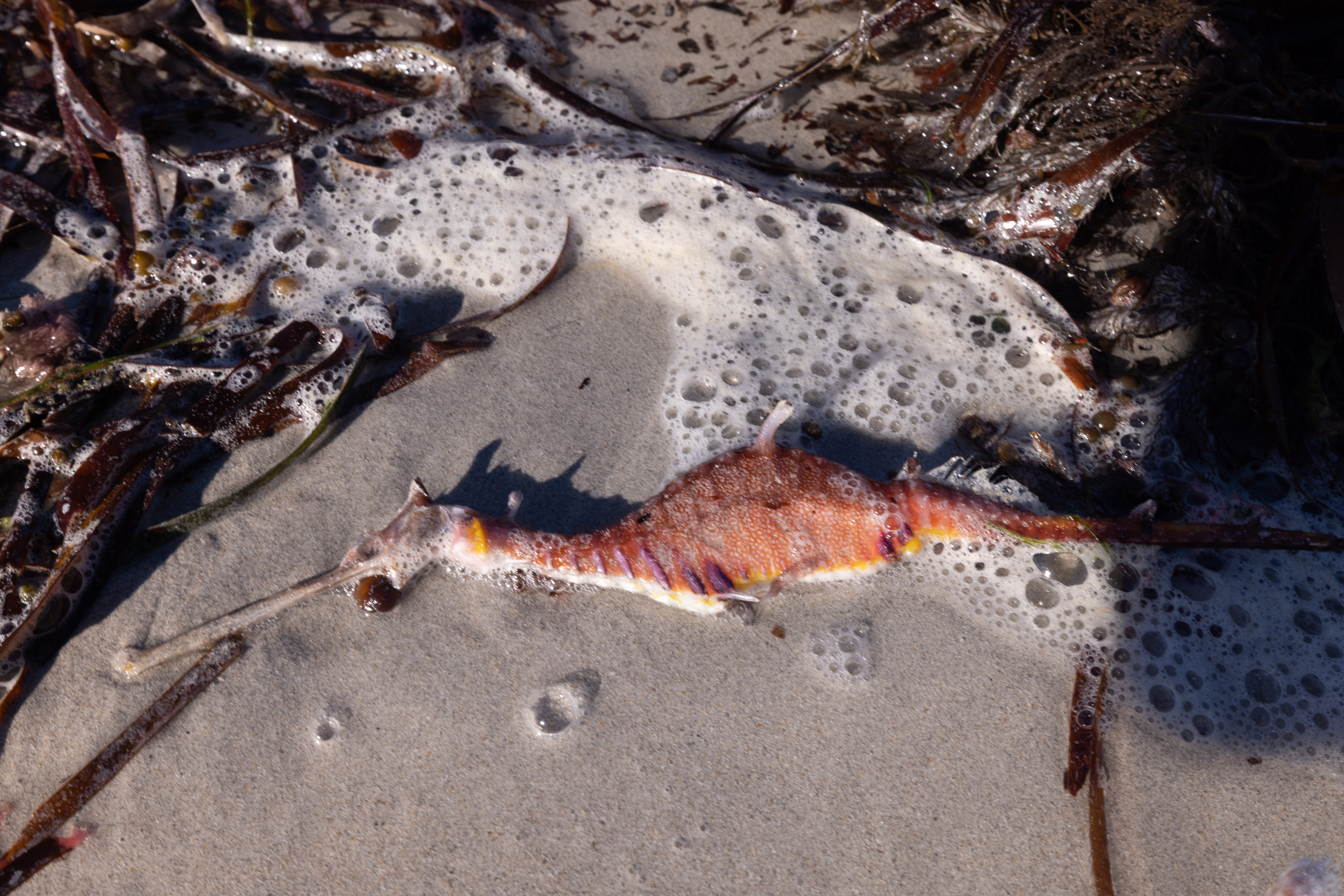 Weedy seadragon washed up on beach
