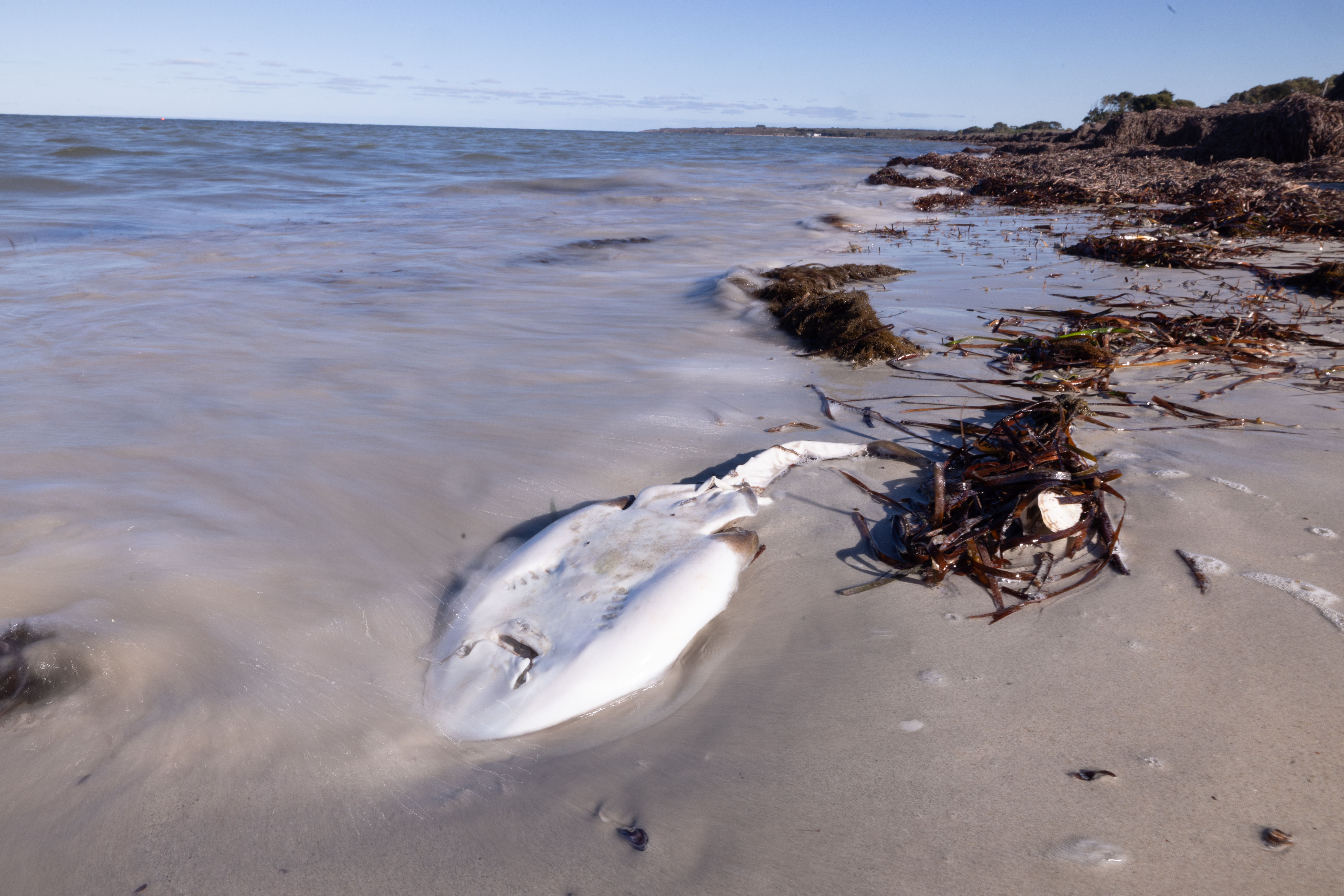 Image for article: Algae Armageddon
