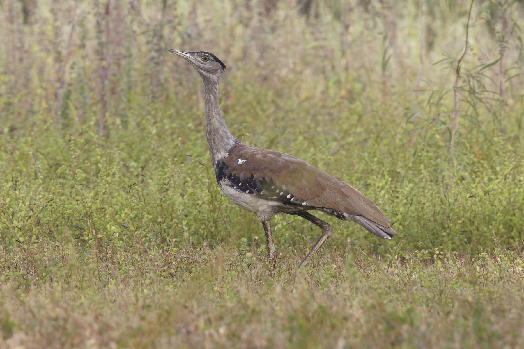 An Australian bustard