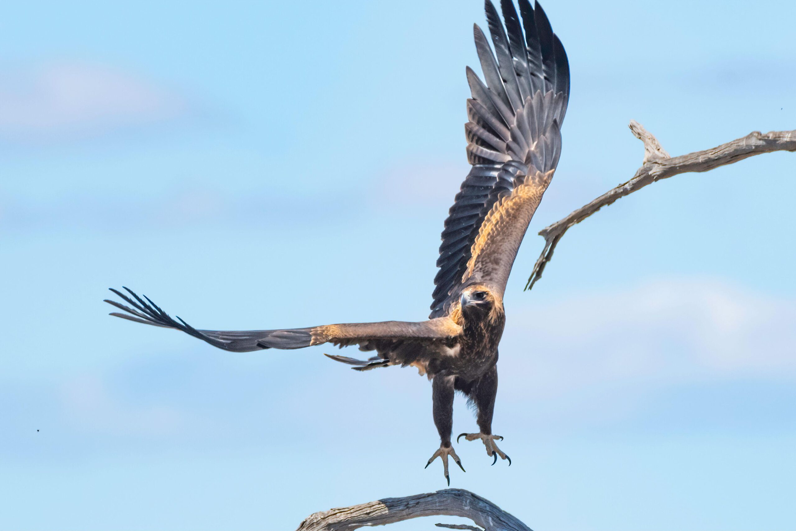 Image for article: Let your spirit soar