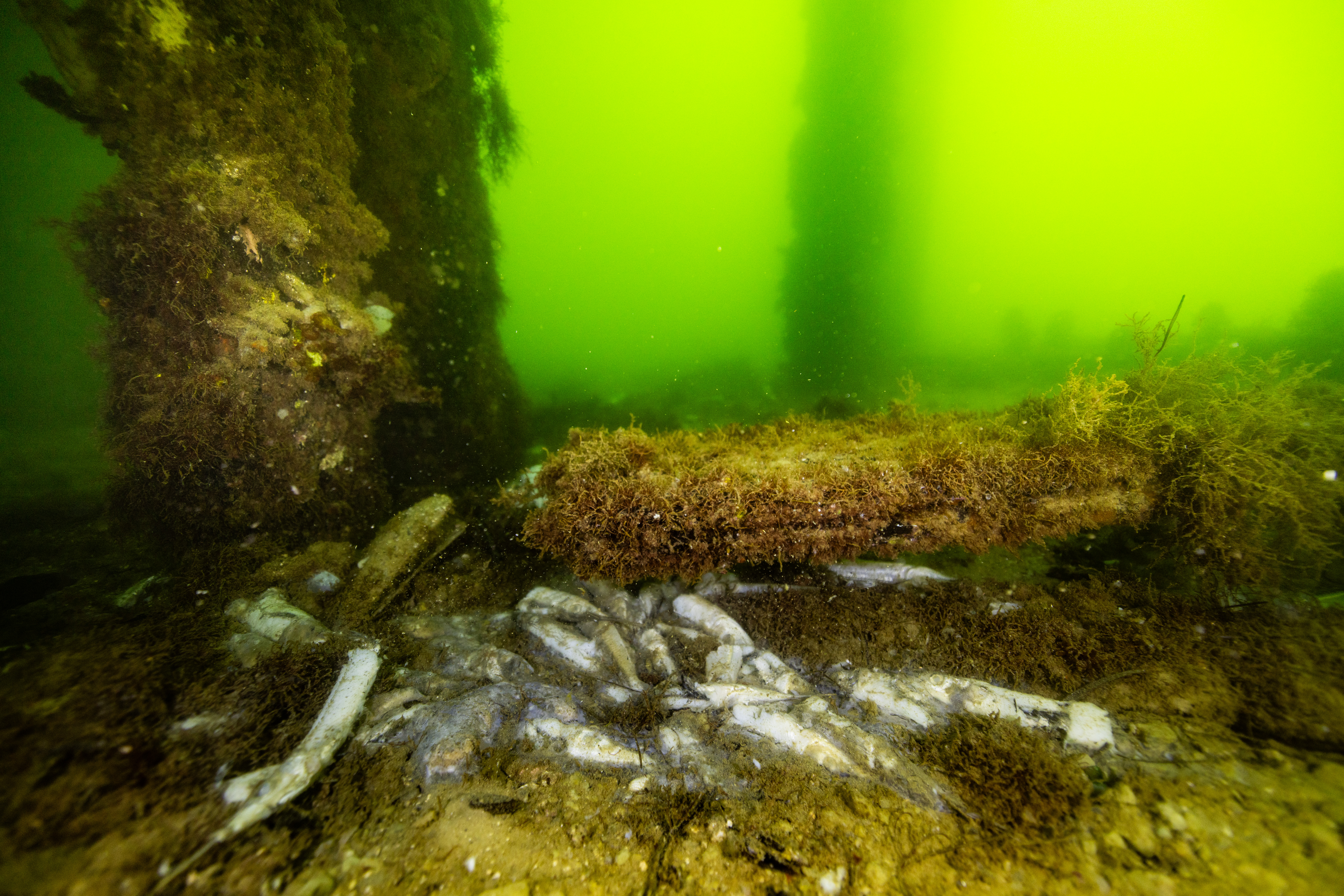 Dead garfish and neon green water