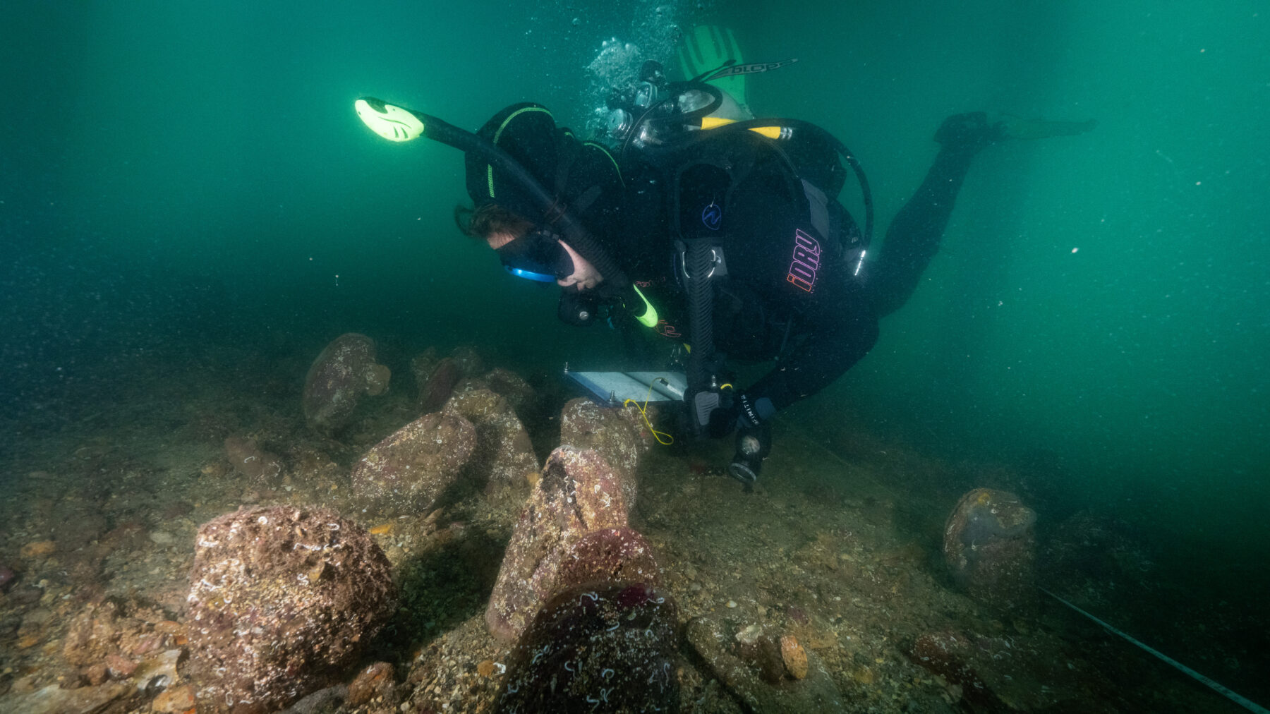 Diver surveying dead razor clams at Edithburgh Jetty