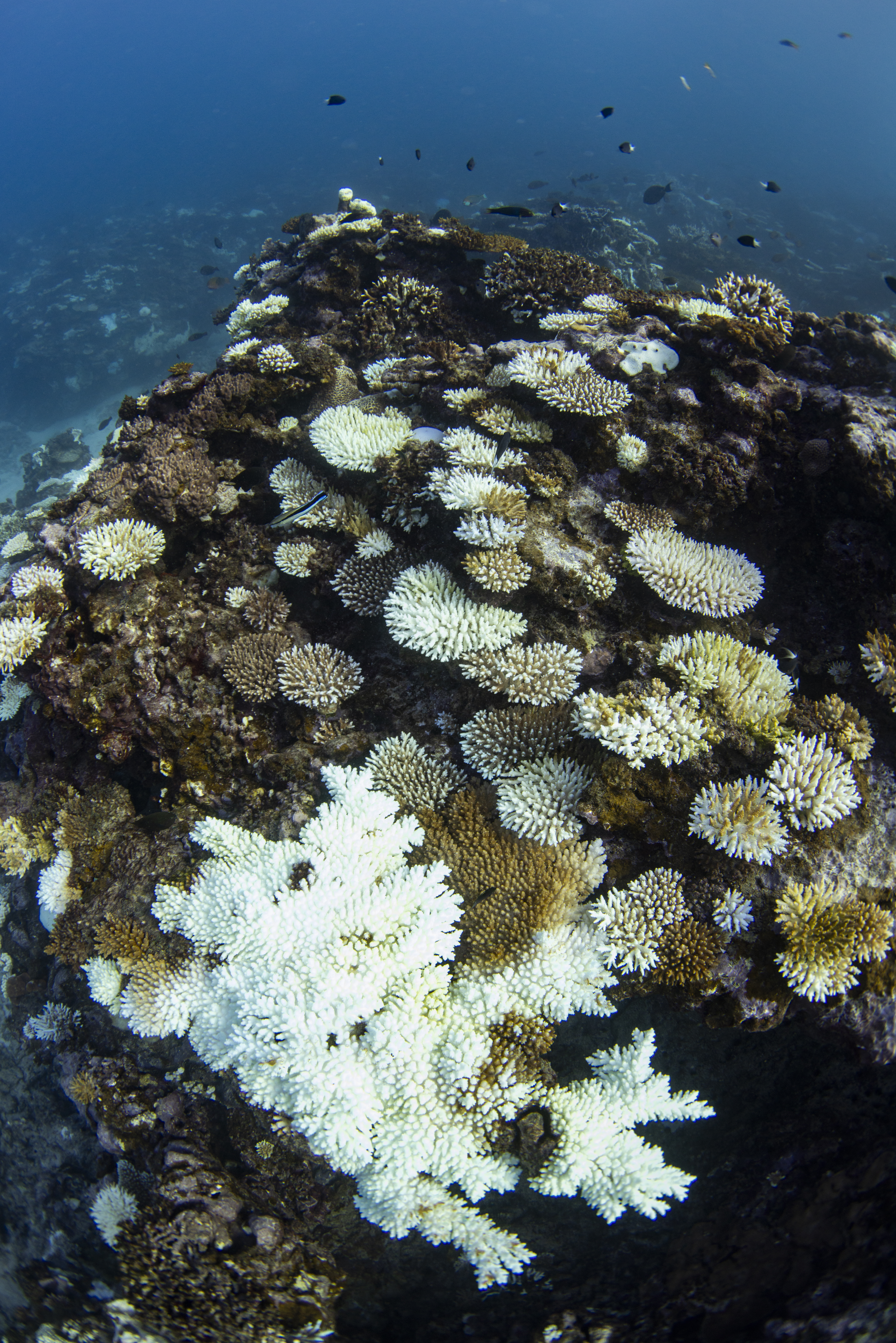 Damaged coral