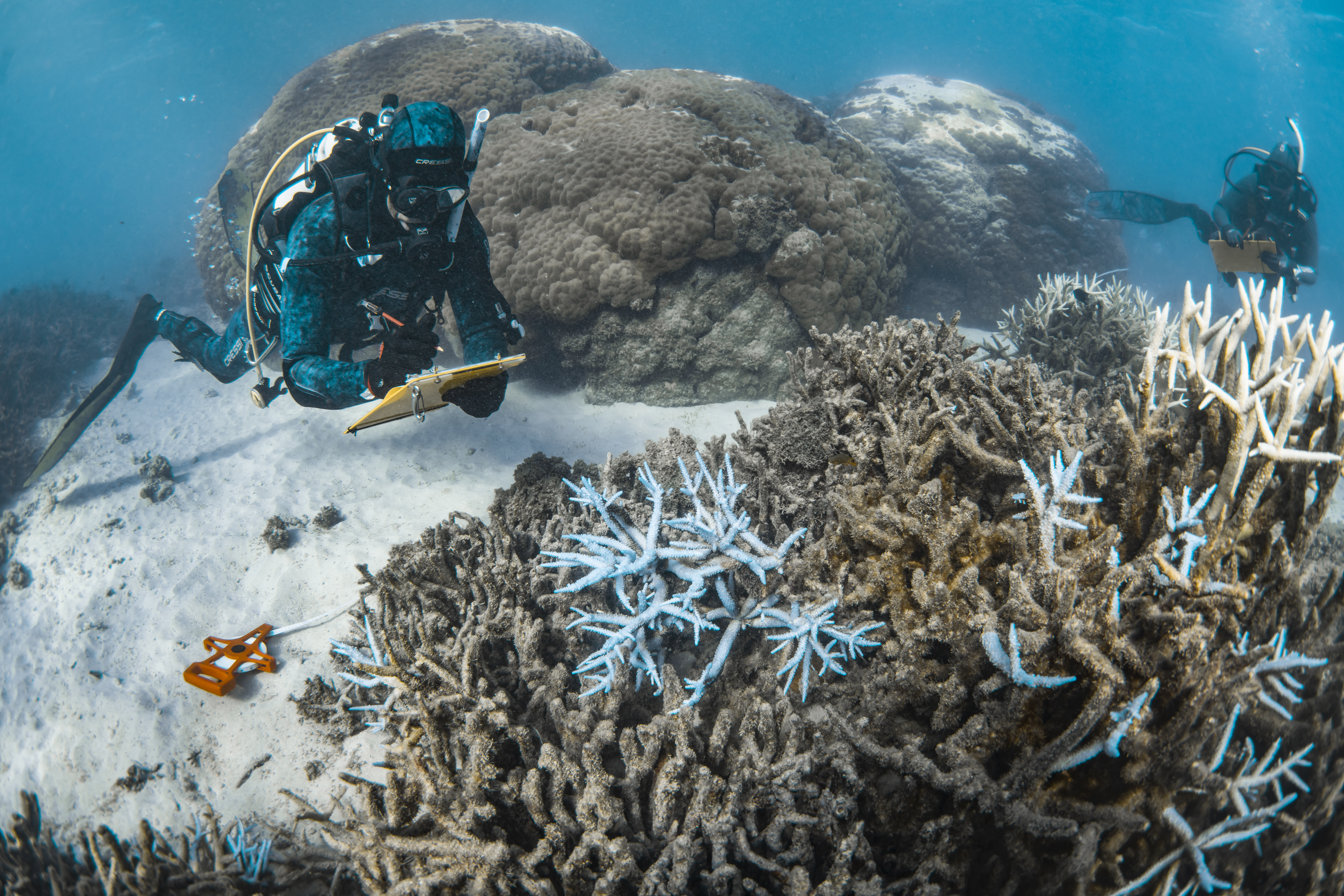 Dr Damian Thomson collects data while diving in a lagoon at Ningaloo Reef
