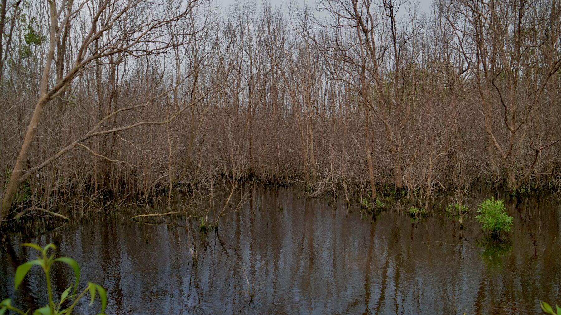 A forest killed by salt water inundation on Boigu Island
