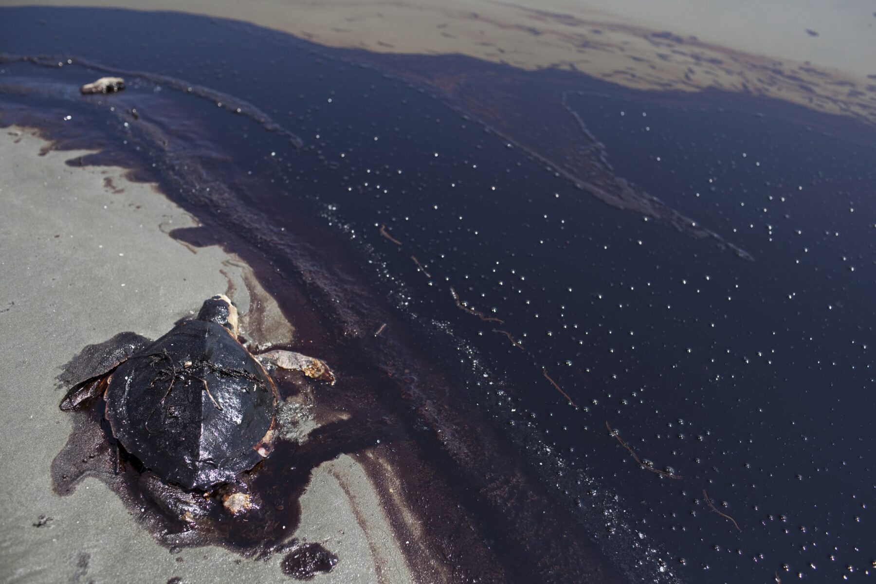Gulf of Mexico oil spill