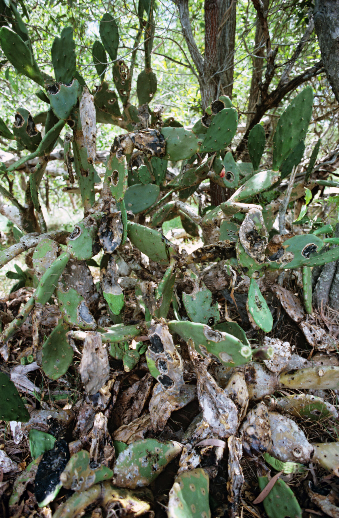 Prickly pear