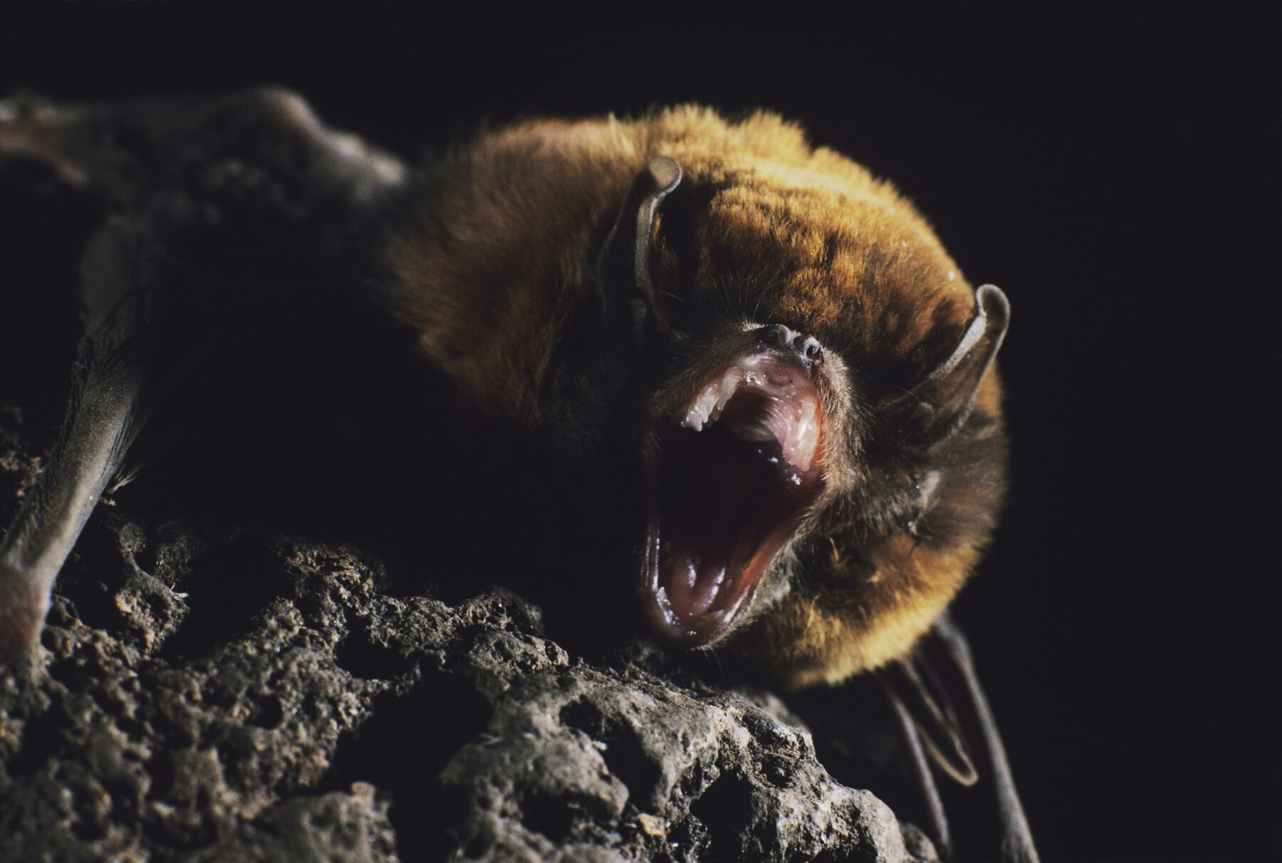 Little bent-wing bat