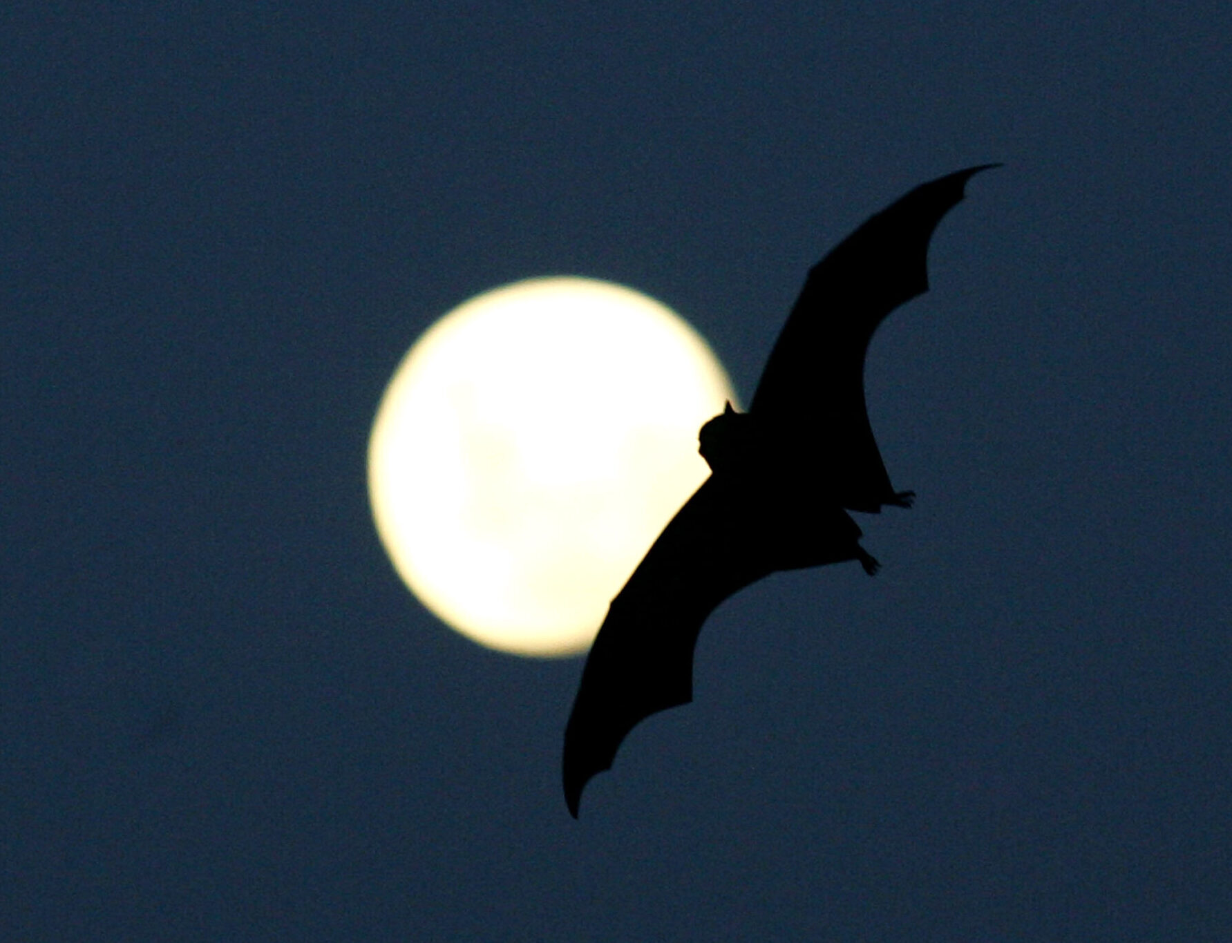 Image for article: Busting bat myths
