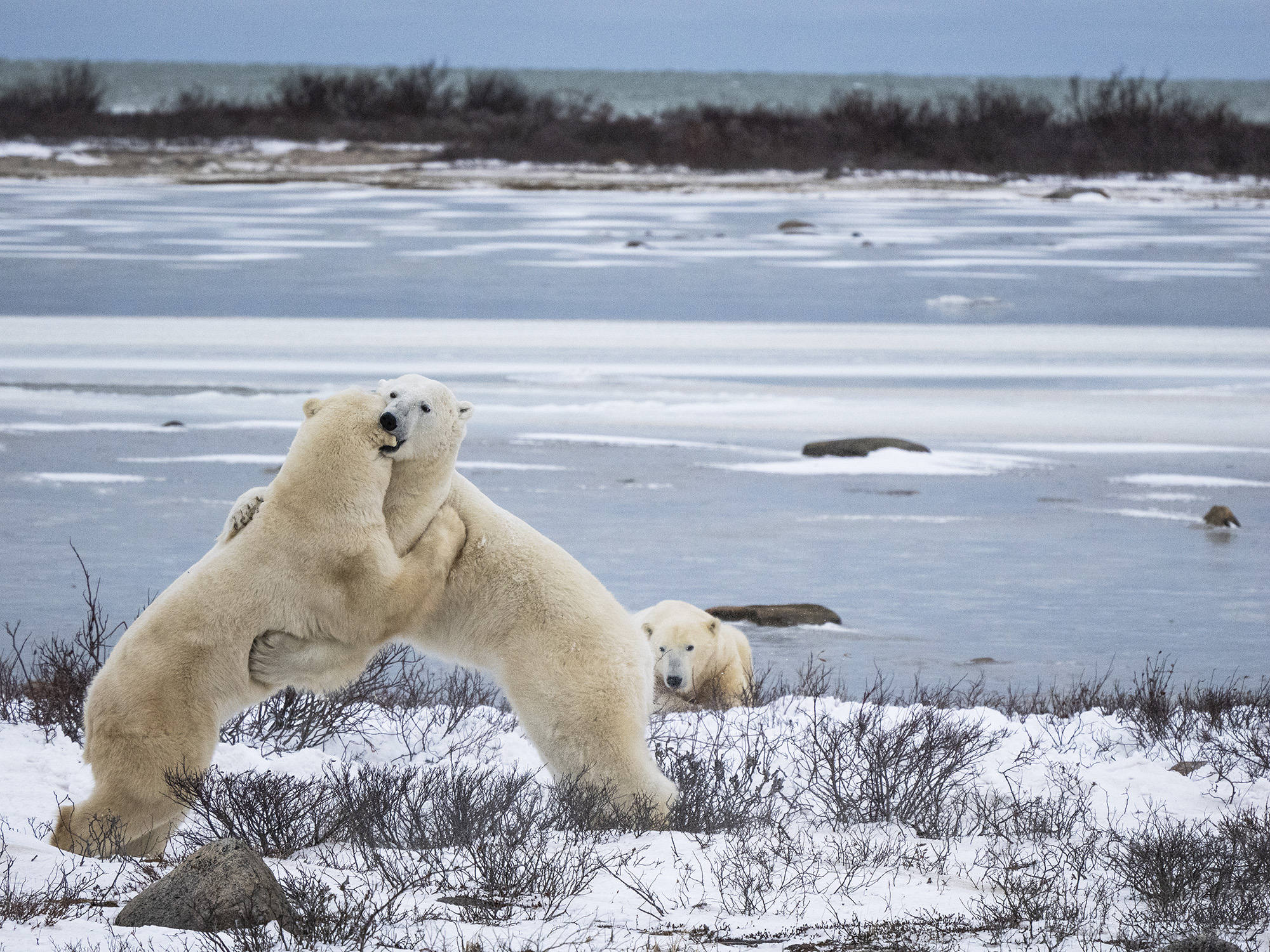 Image for article: Northern exposure: The story of the polar bear and a remote frontier town