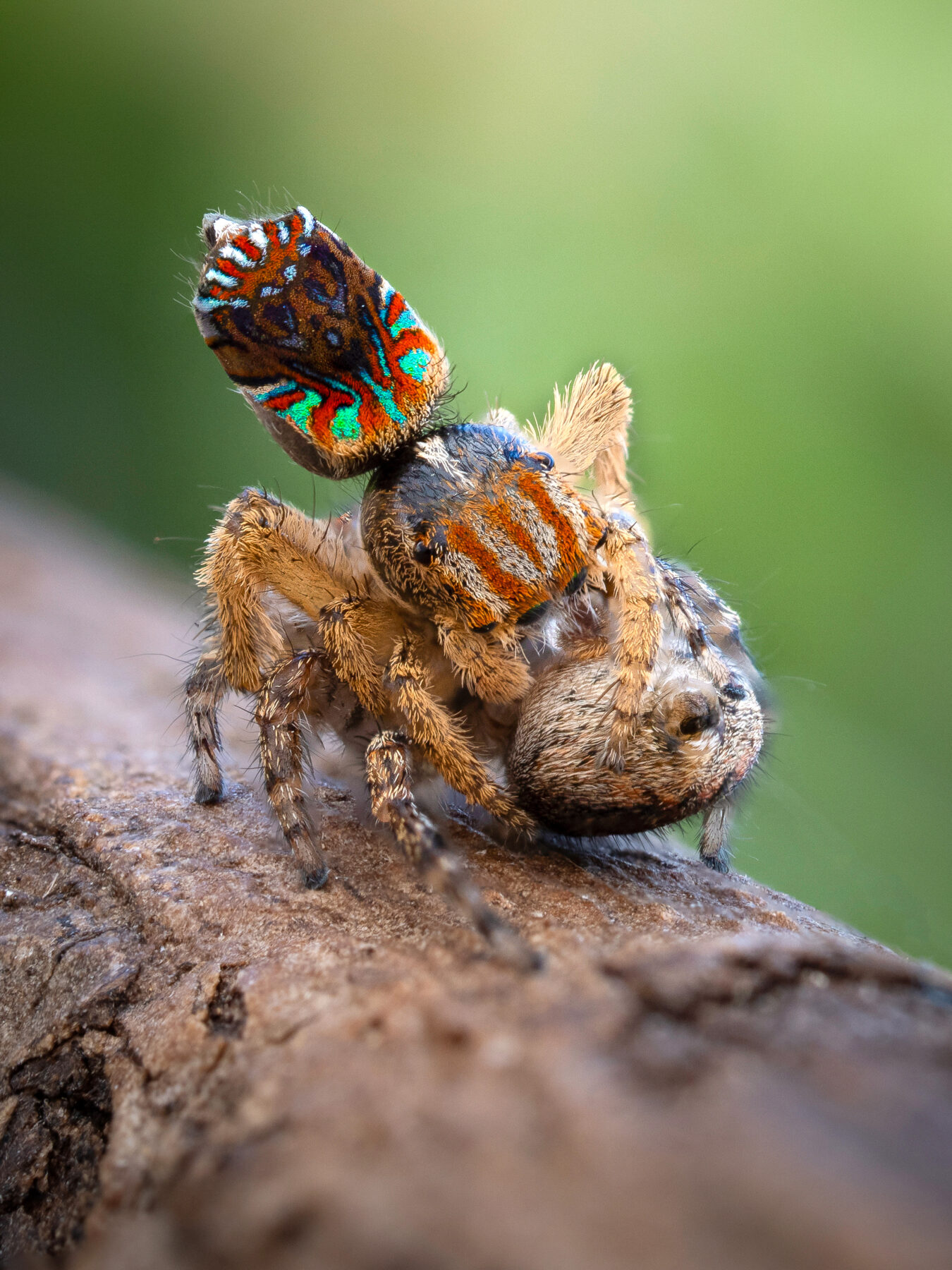 Peacock spiders mating