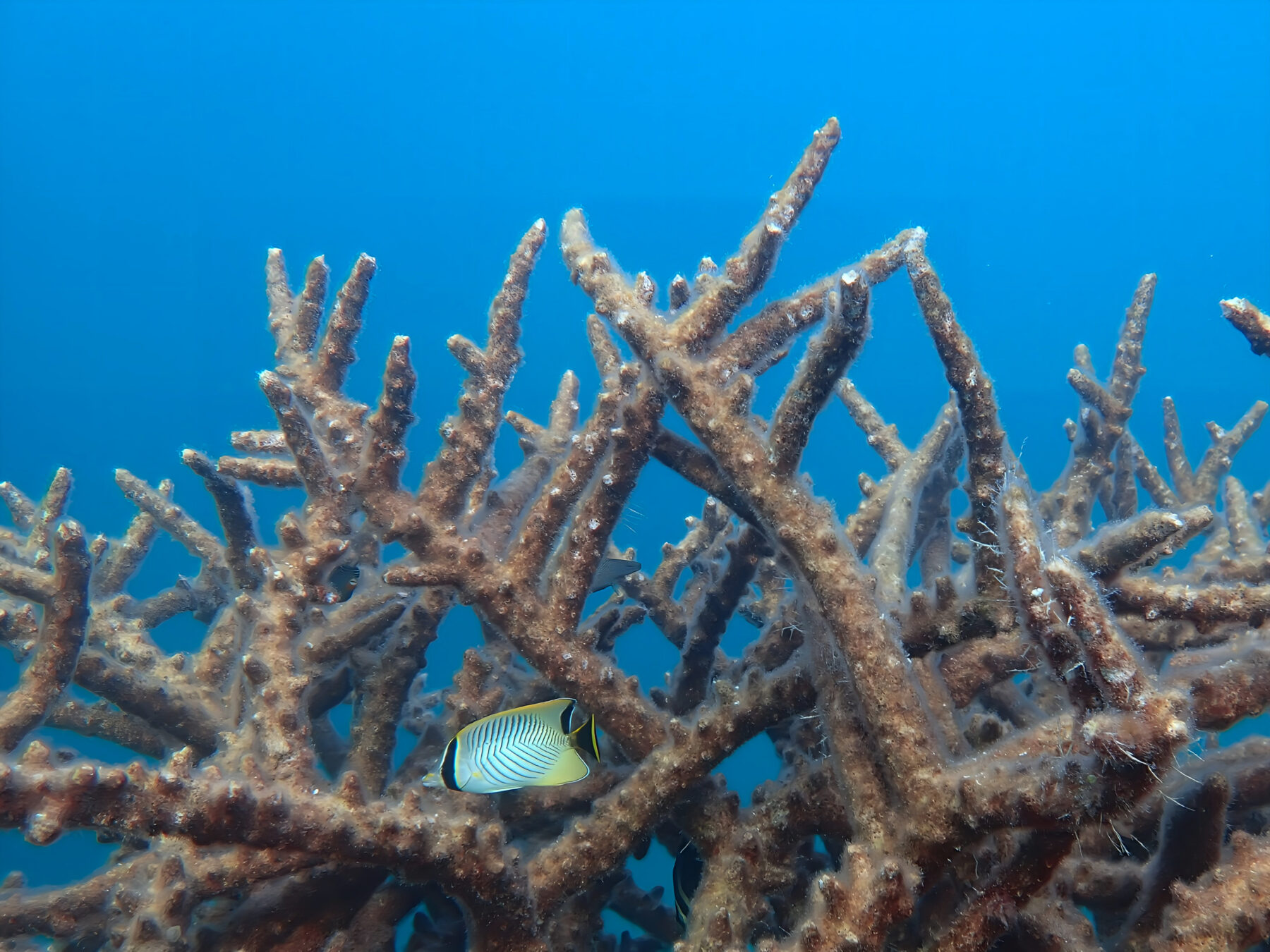 Fine turfing algae cover the skeletons of dead corals