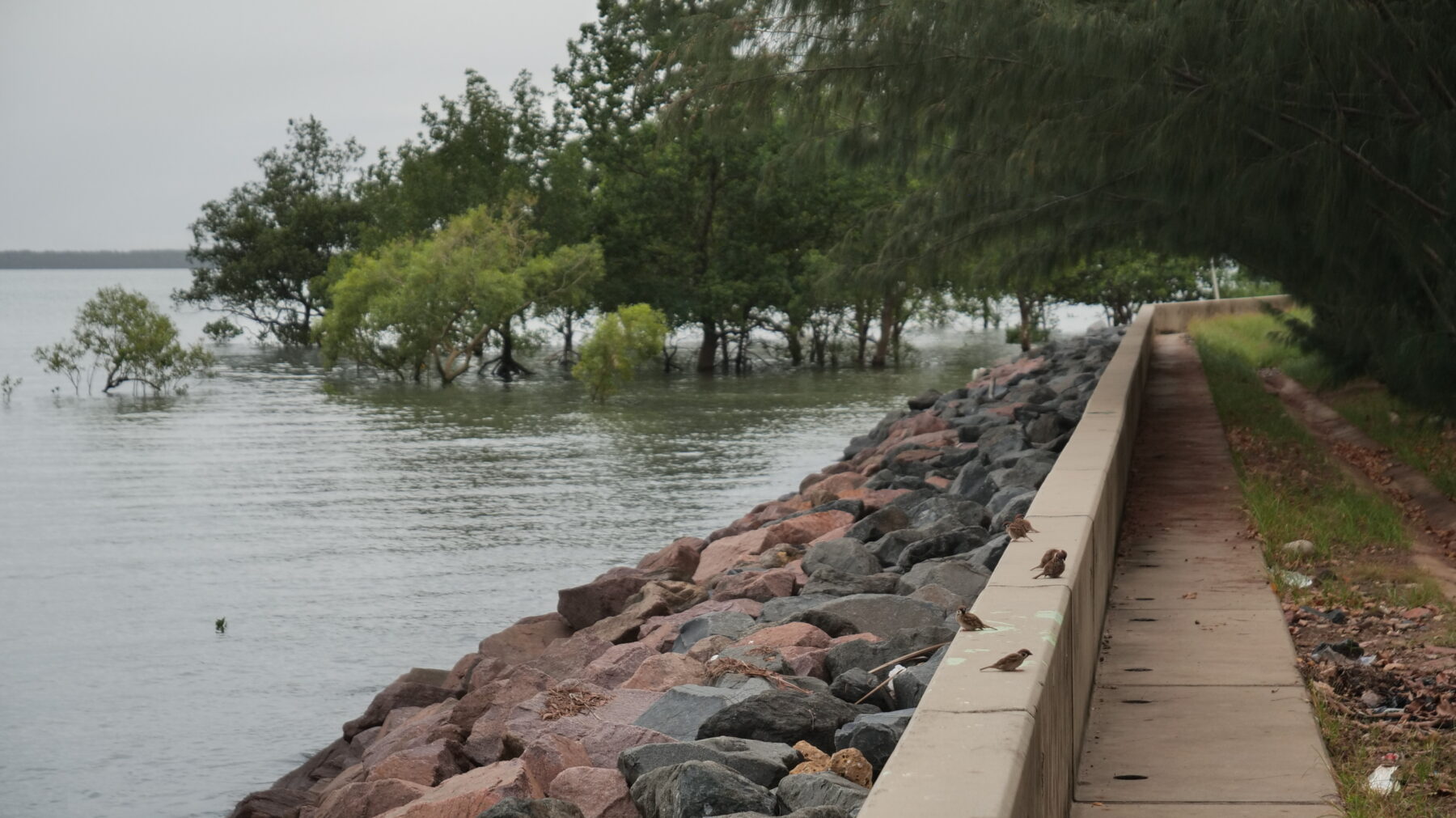 A sea wall on Saibai Island