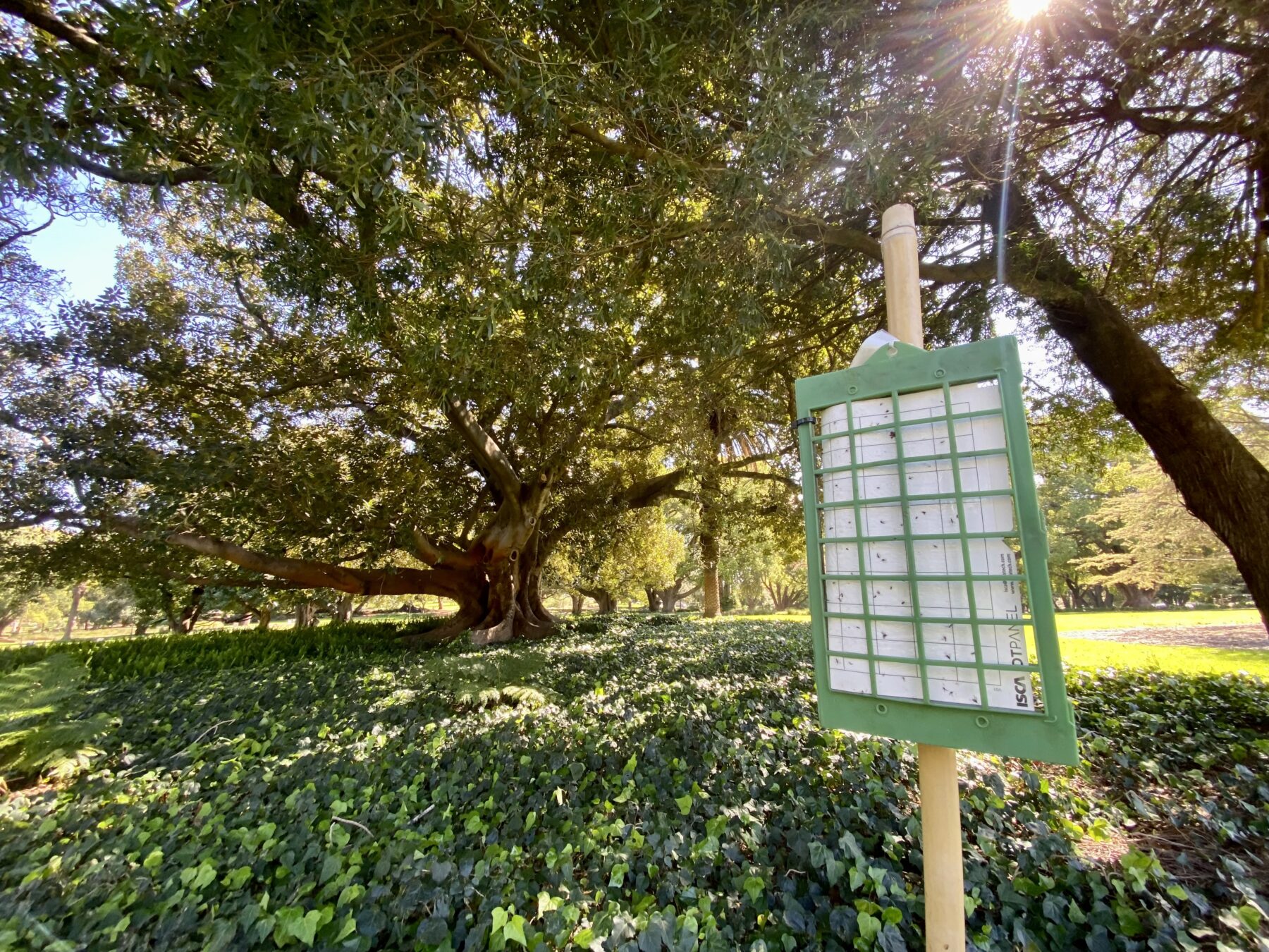 PSHB traps in Perth's Hyde Park