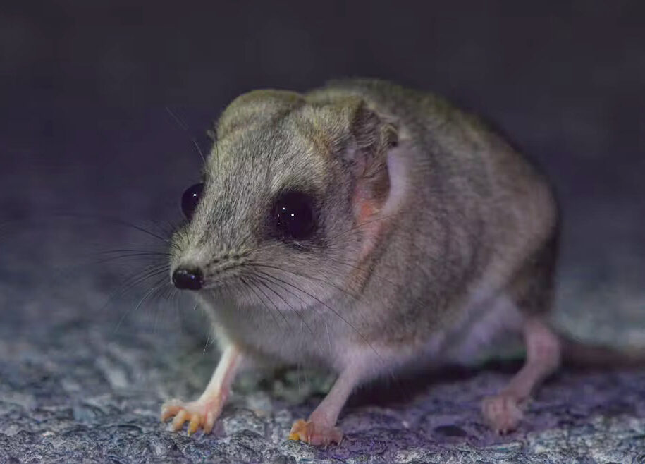 Image for article: Australia’s cutest mammal is now Australia’s cutest three mammals