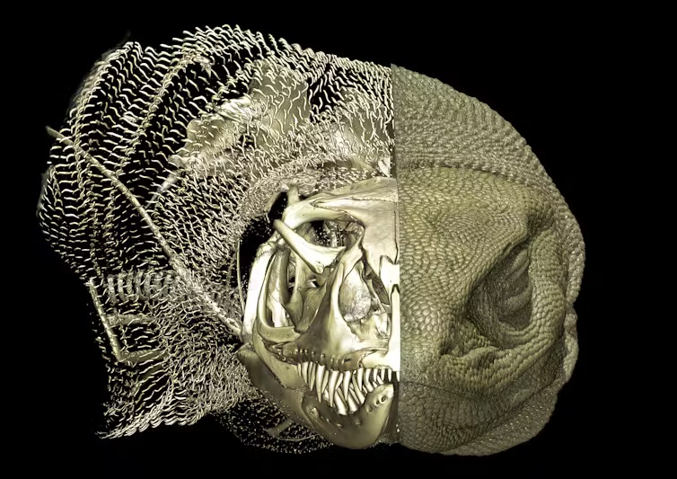 Image for article: Discovery of ‘chainmail’ bone plates in goannas could be key to their evolutionary success