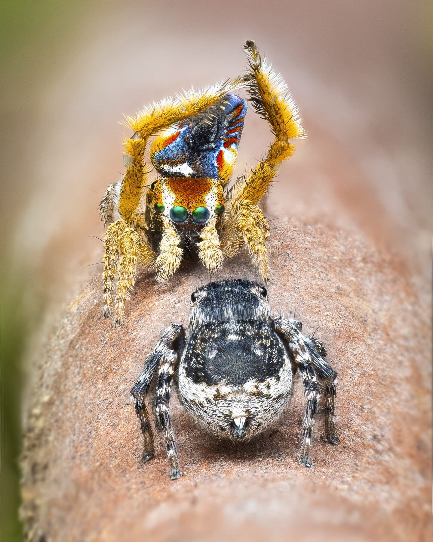 As a female moves closer to signal her interest, a male Maratus cuspis peacock spider strikes a dazzling courtship pose