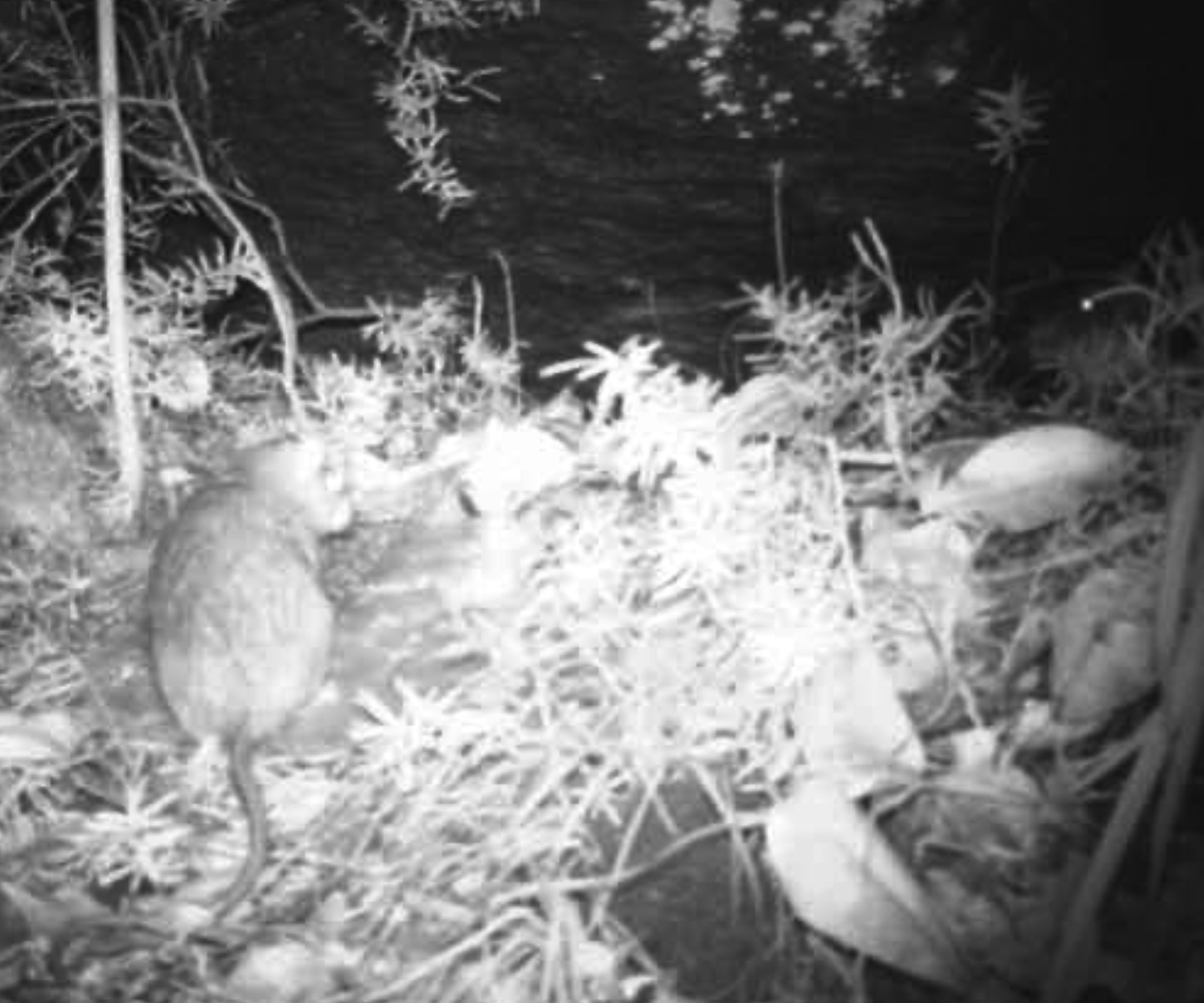 Image for article: Rakali vs black rat: Australian native rodent fights back