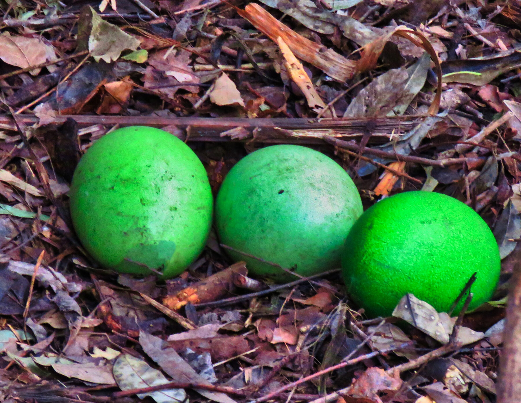 Southern cassowary eggs