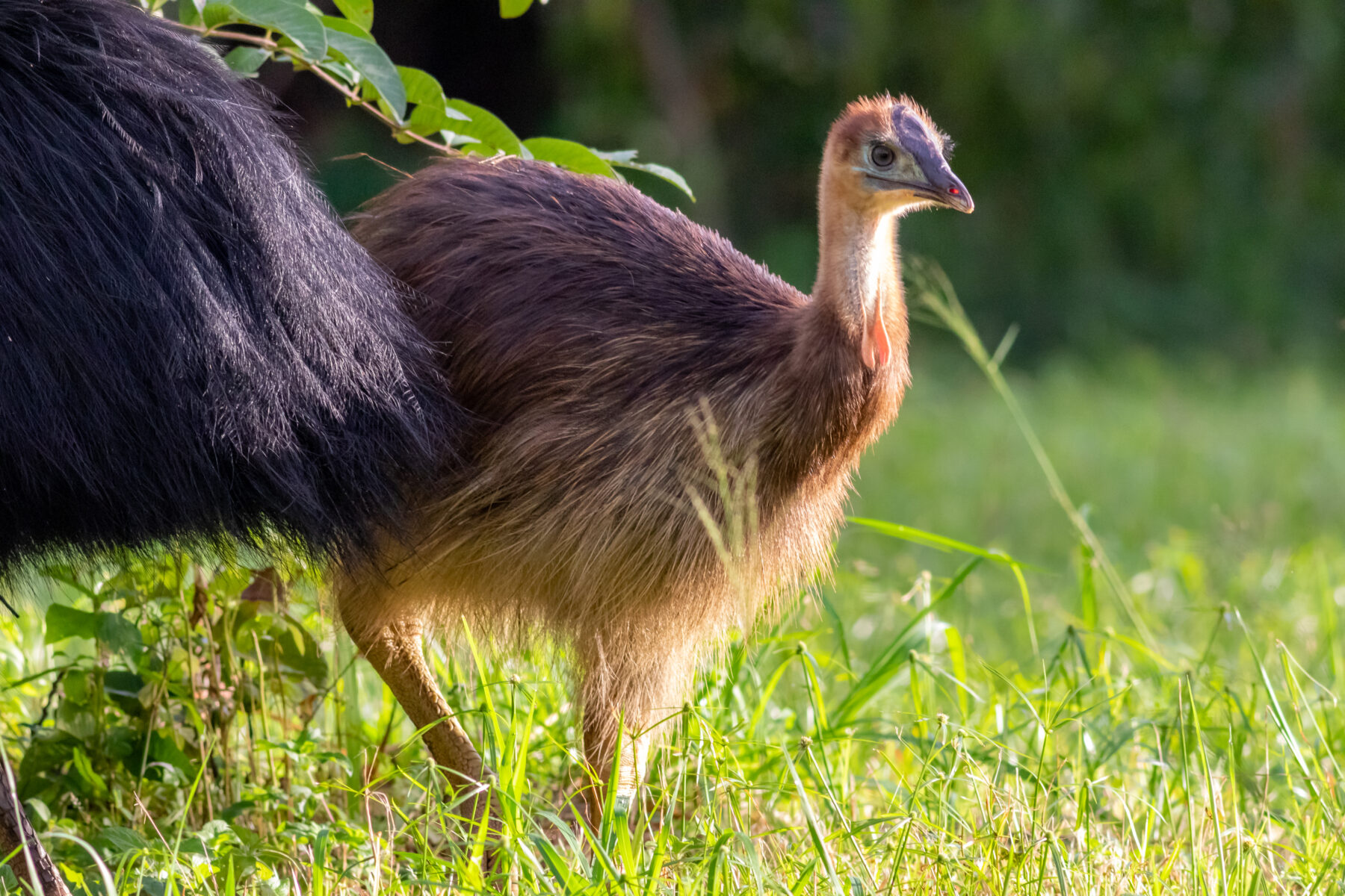 Juvenile southern cassowary