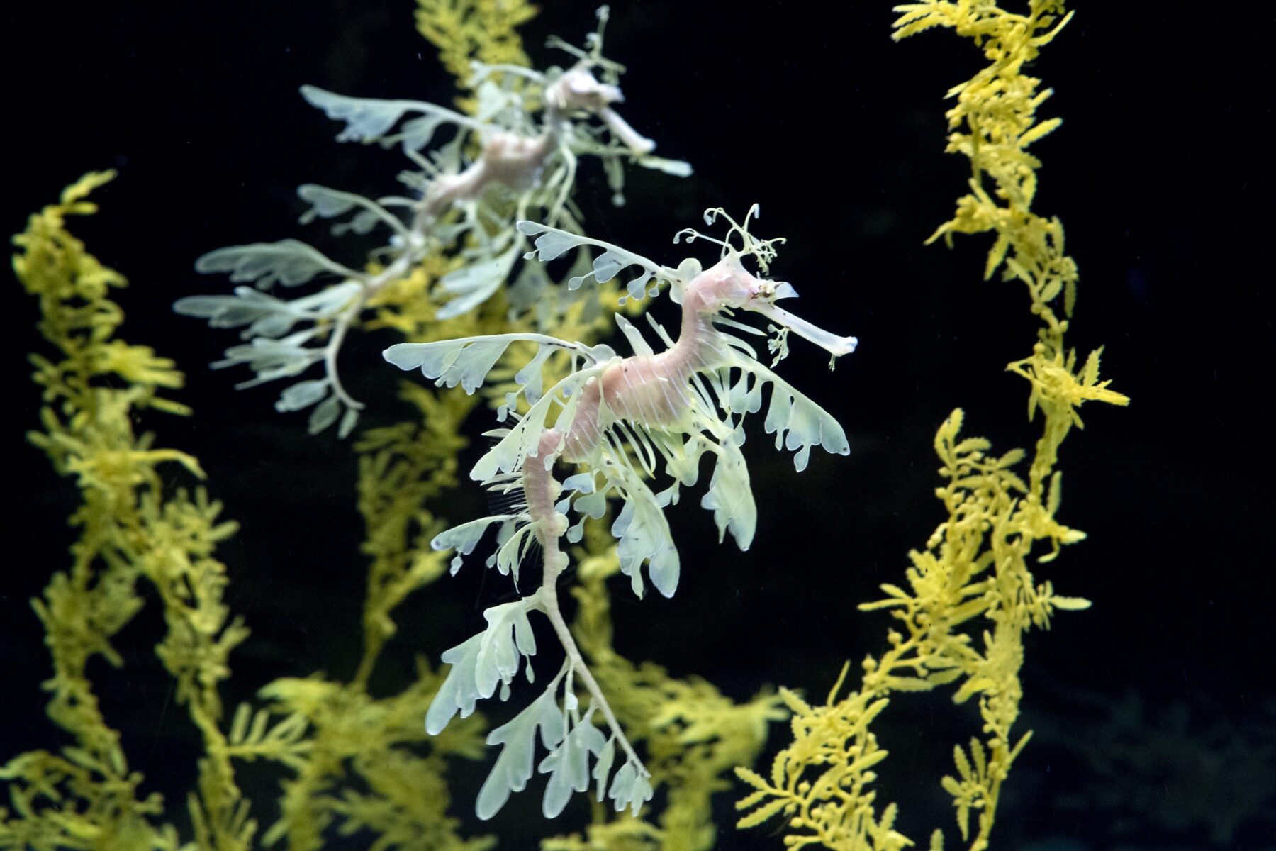 Leafy seadragon