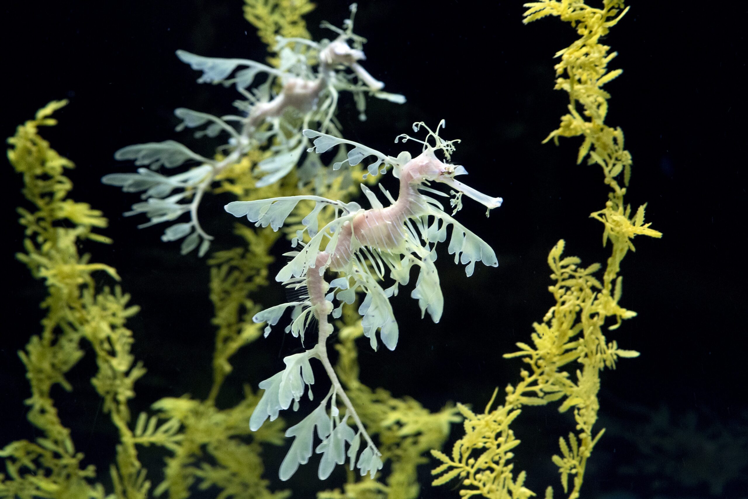 Leafy seadragon