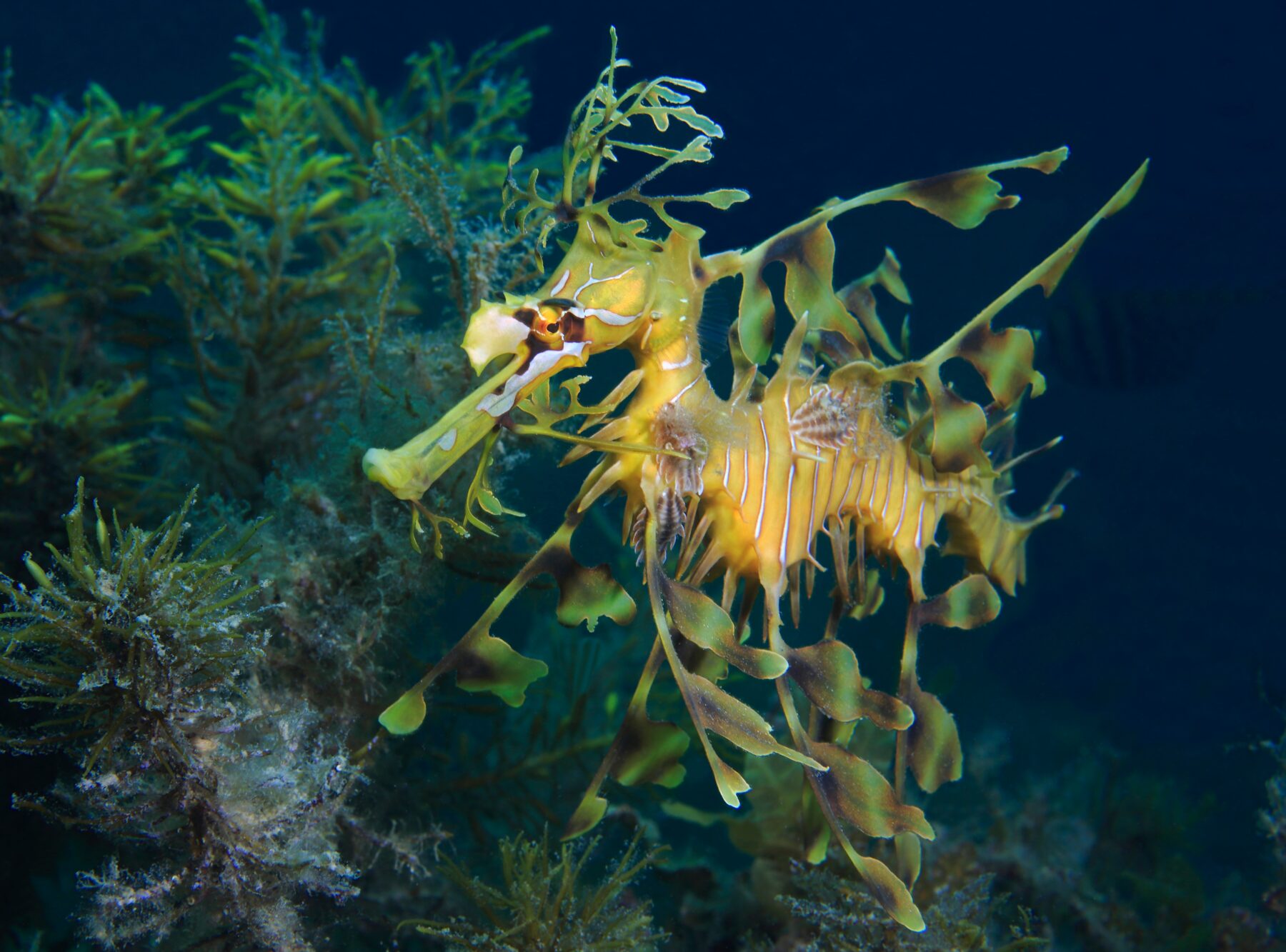 Leafy seadragon