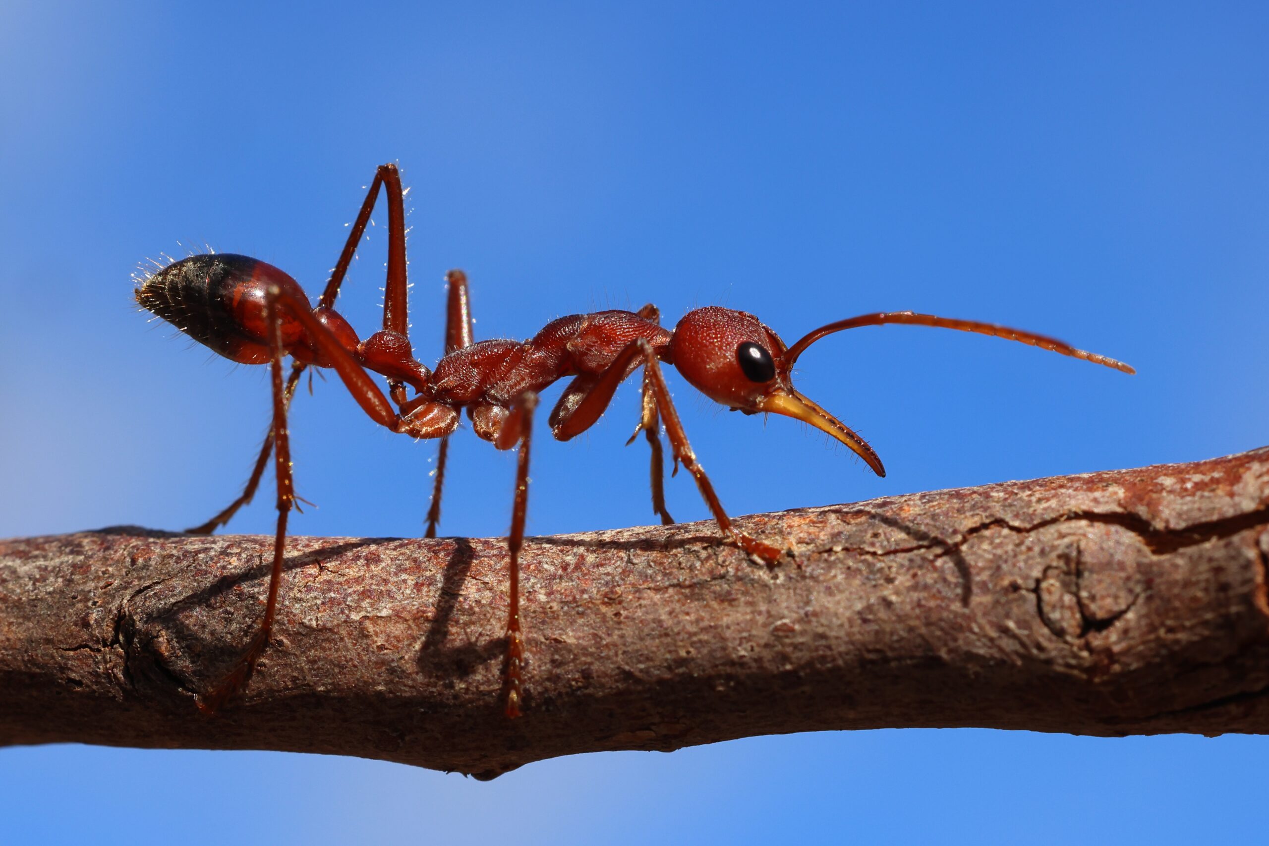 Image for article: Ants did it first