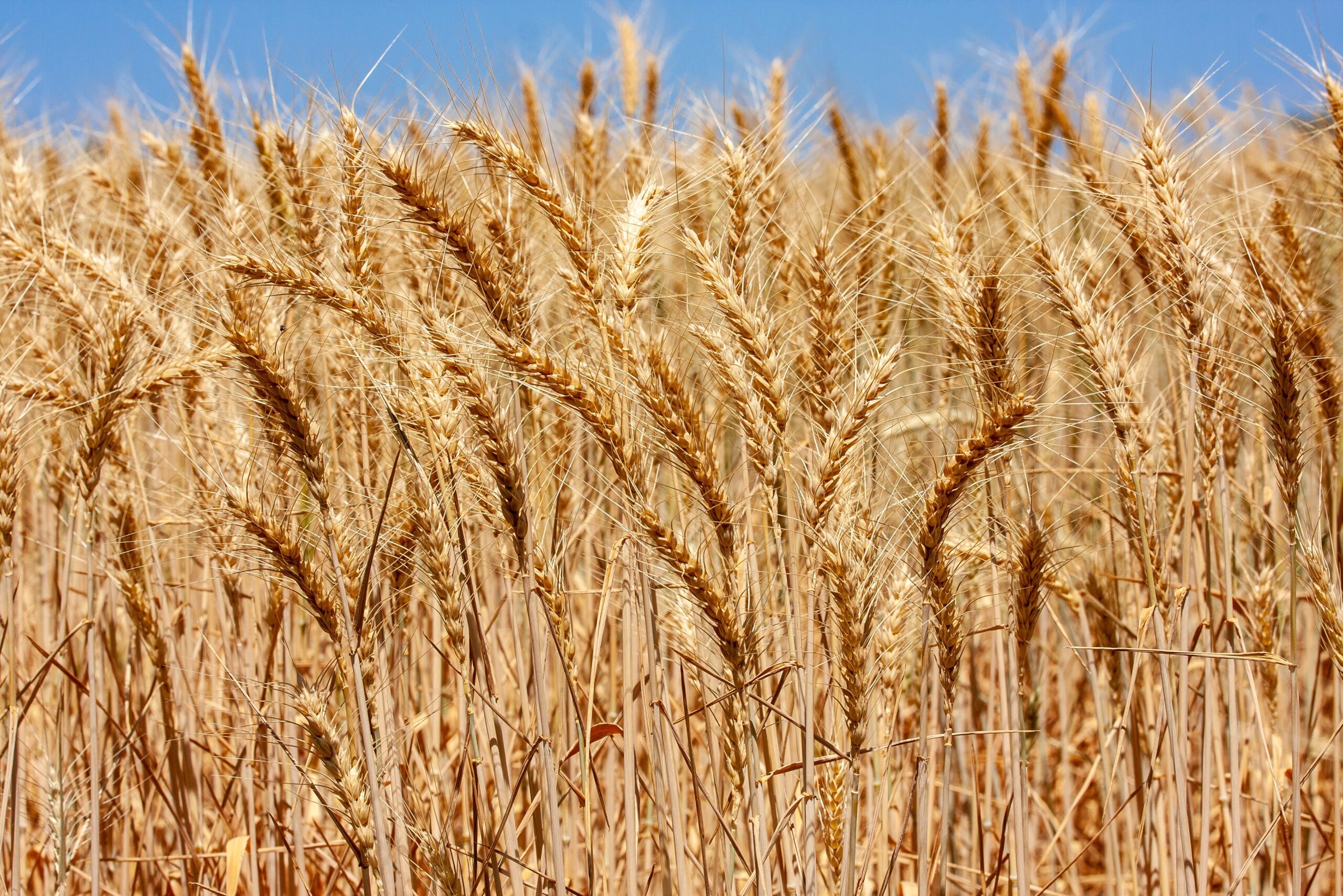 Image for article: Defining Moments in Australian History: The wheat that changed Australia