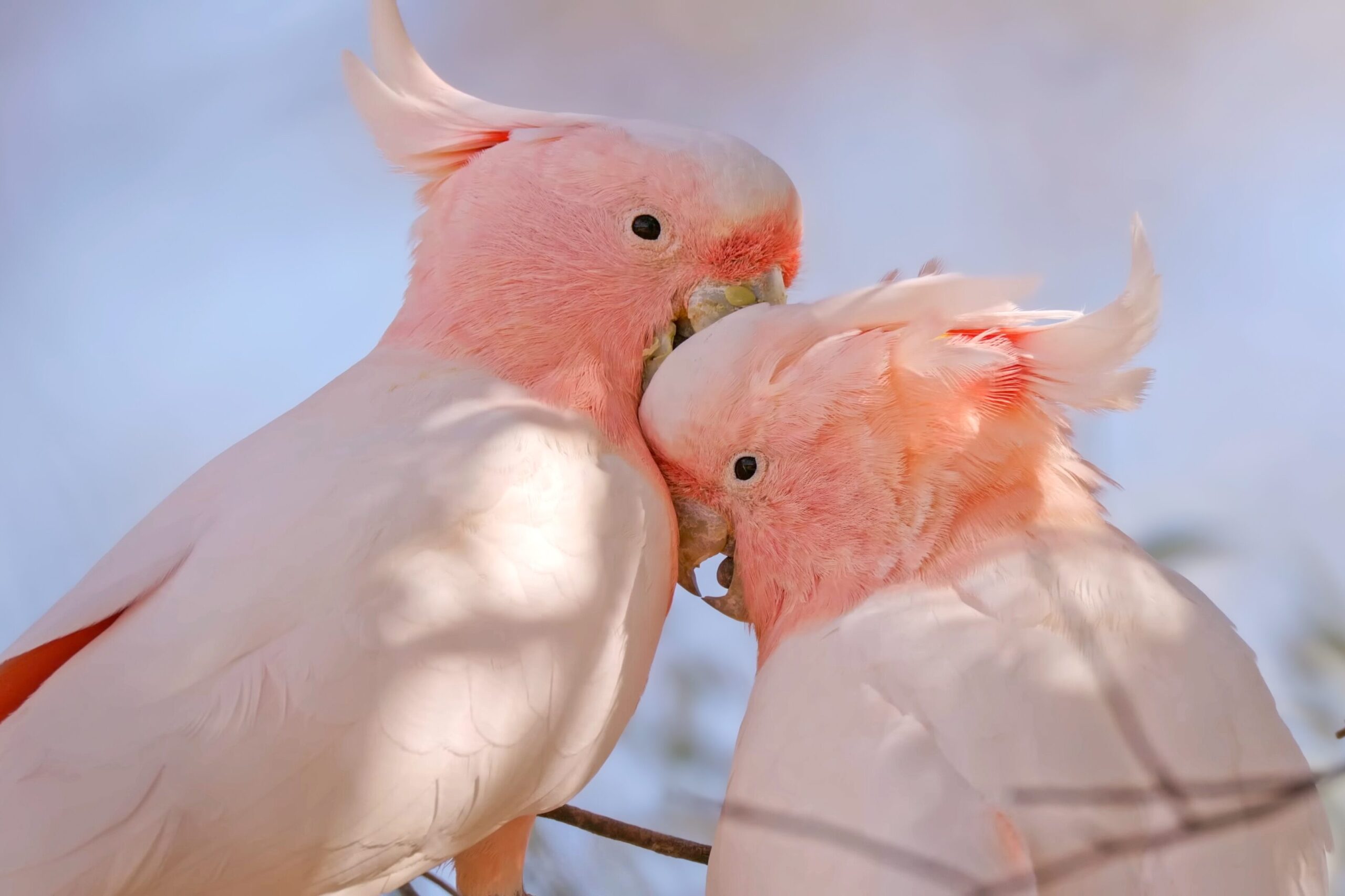 a pair of pink cockatoos nuzzling