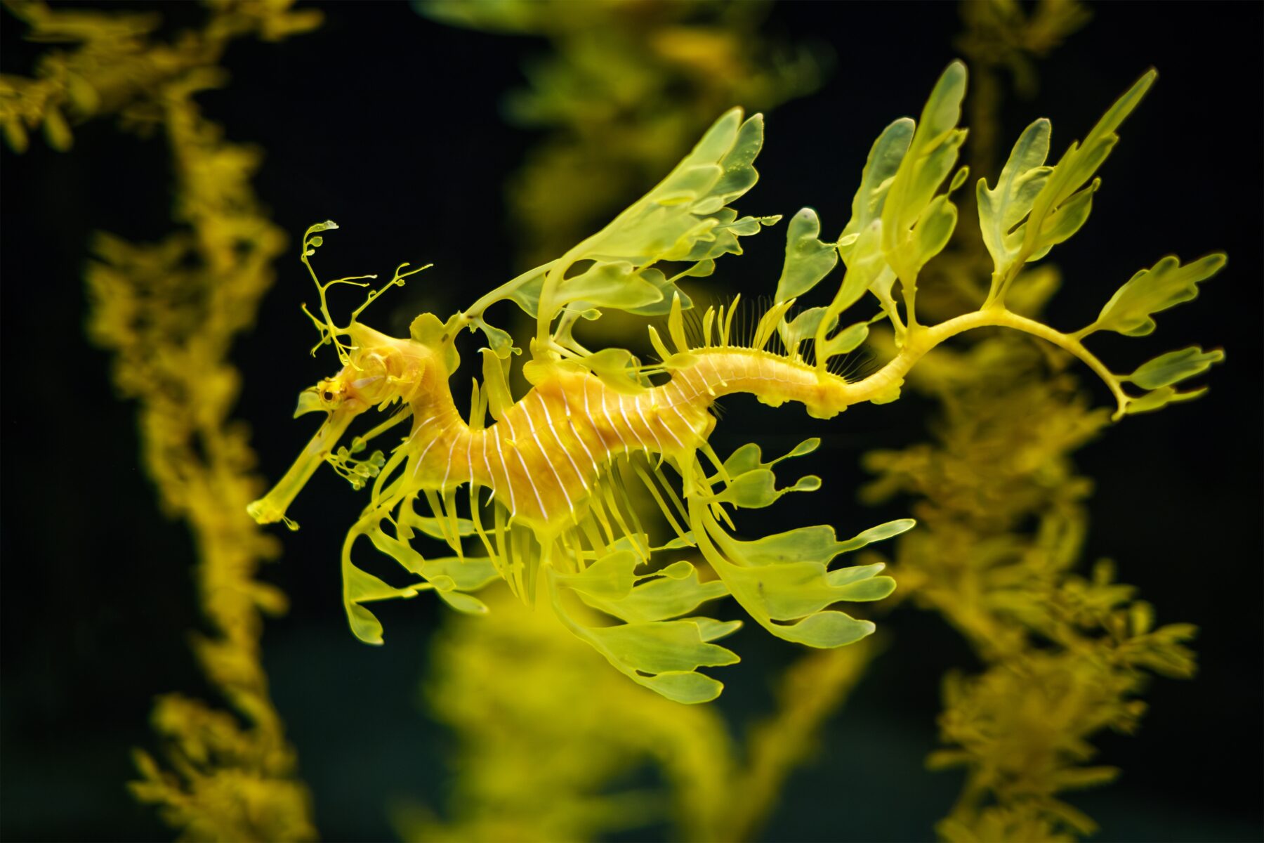 Leafy seadragon