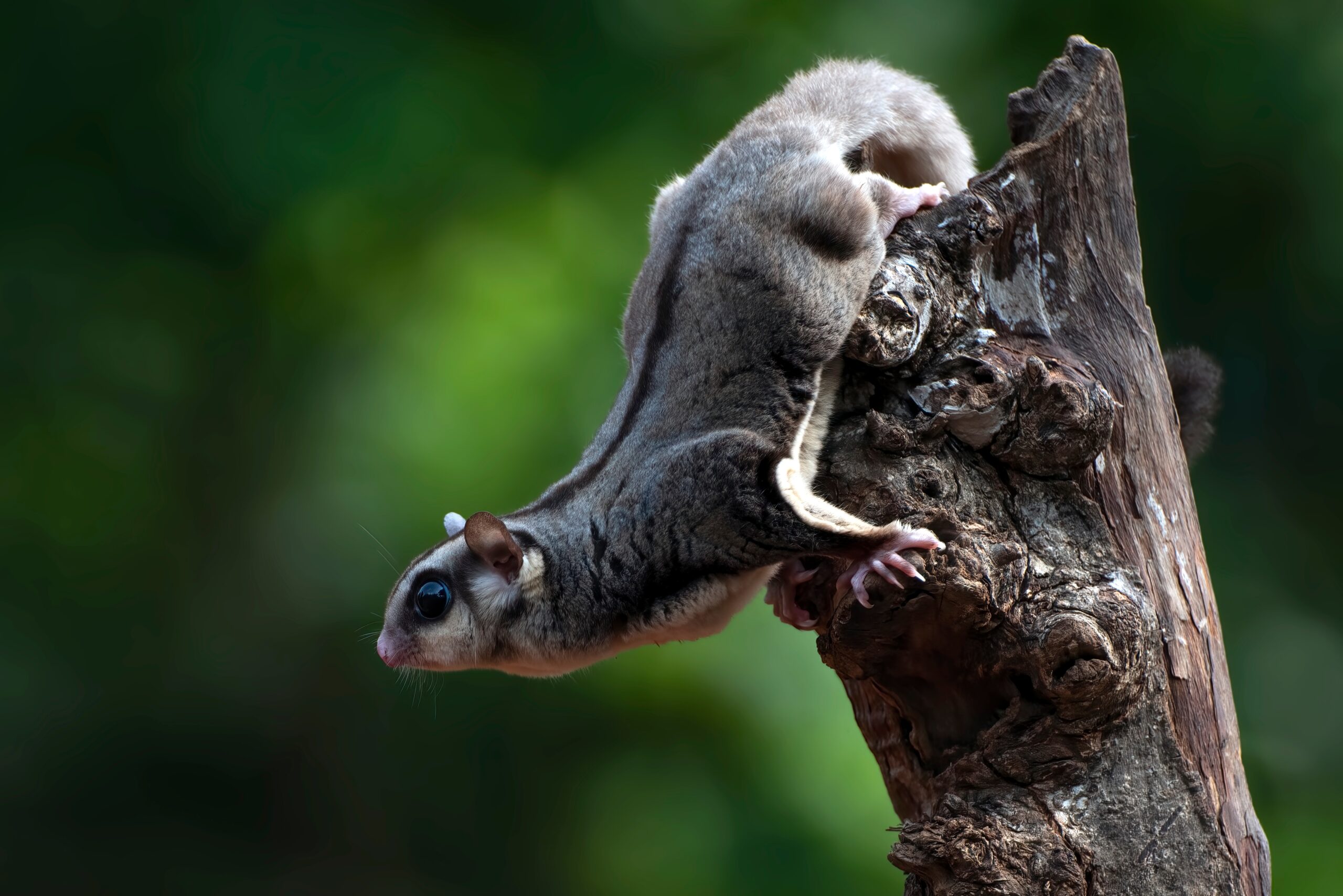 Image for article: We don’t know how to tell you this, but sugar gliders eat birds