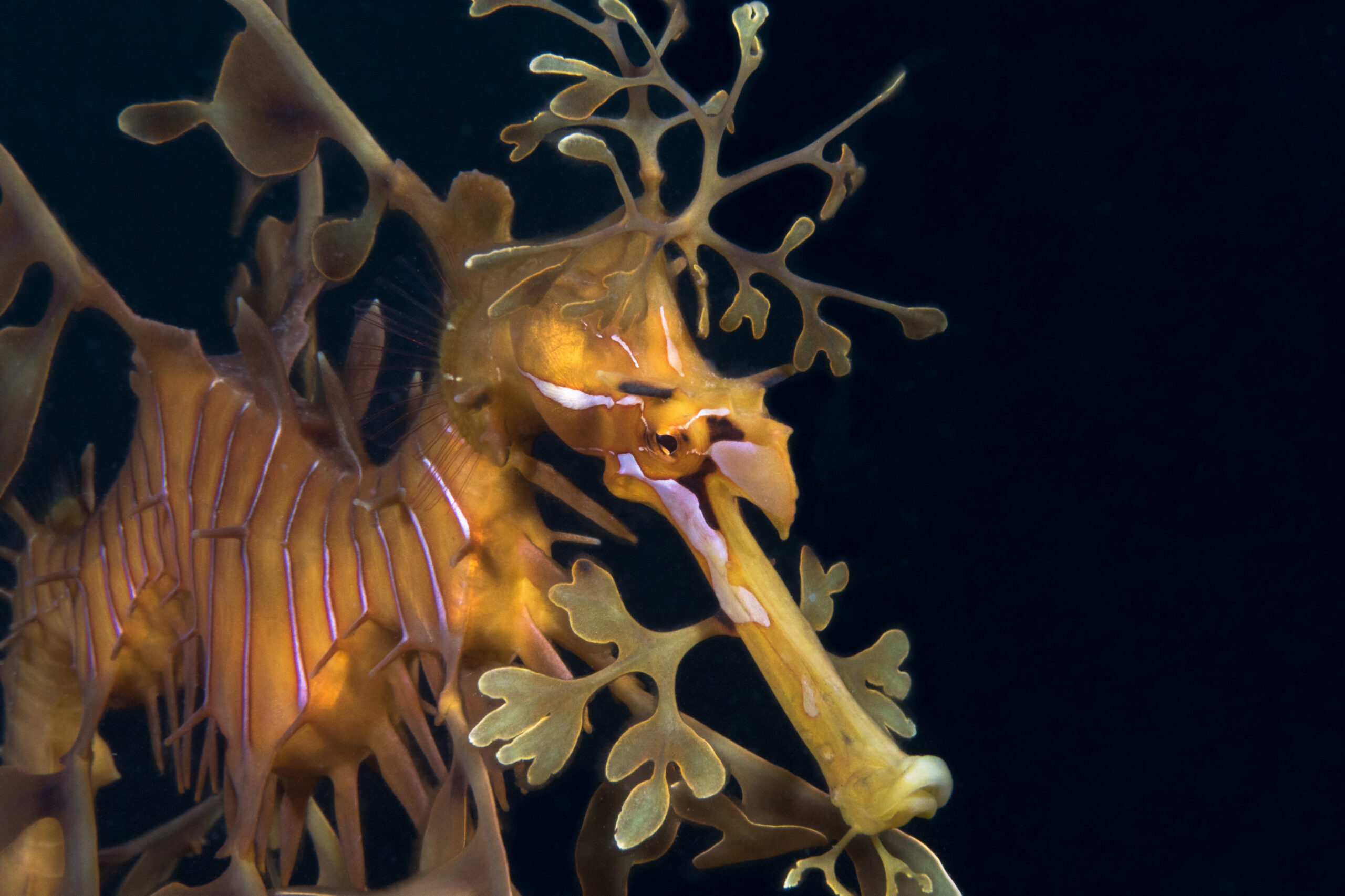 Leafy seadragon