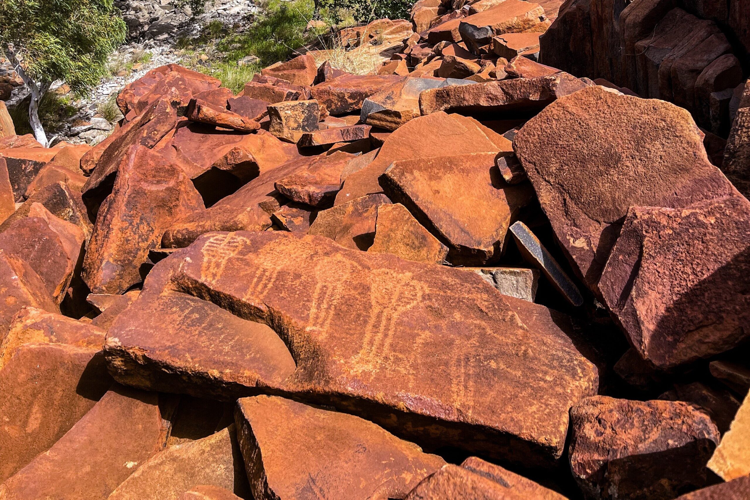 Petroglyph images depicting five turtles at Dolphin Island