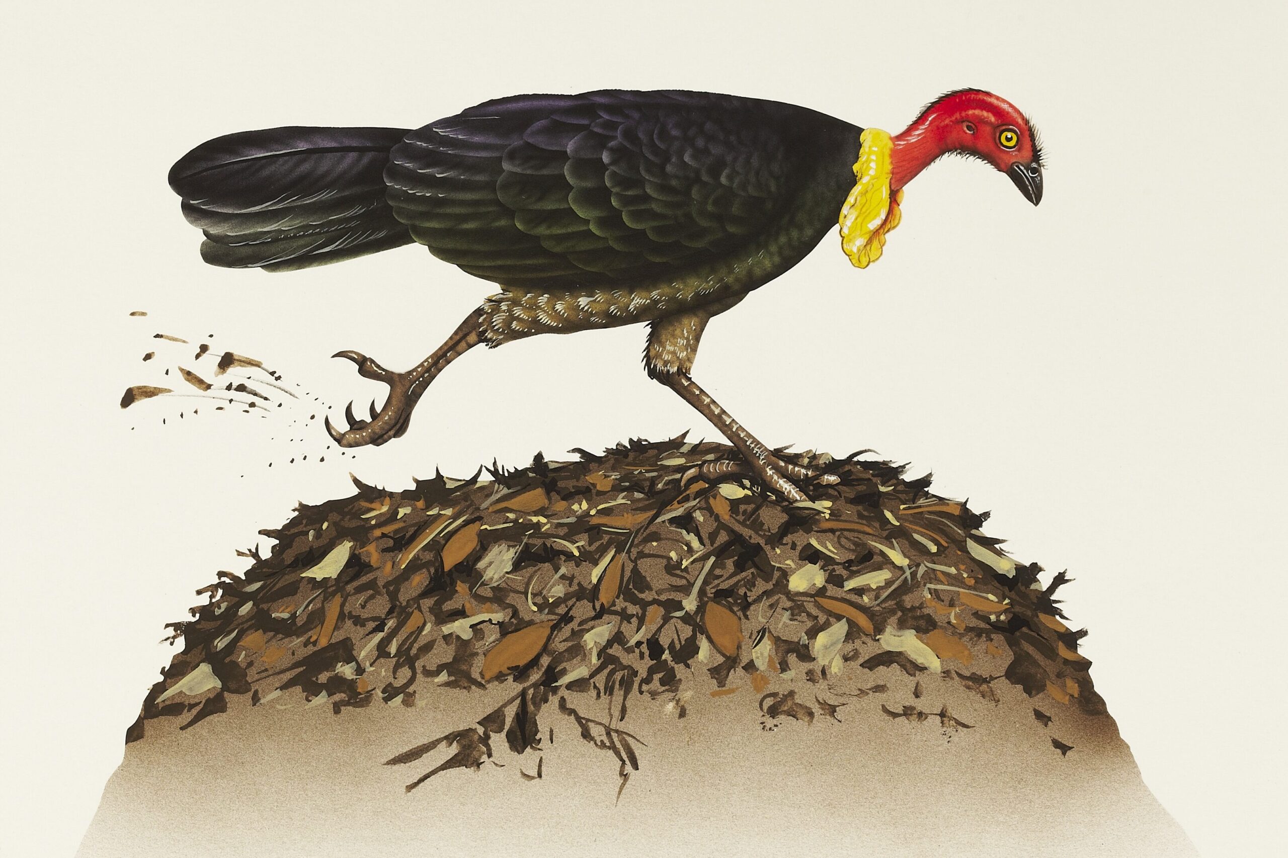 Brush turkey illustration
