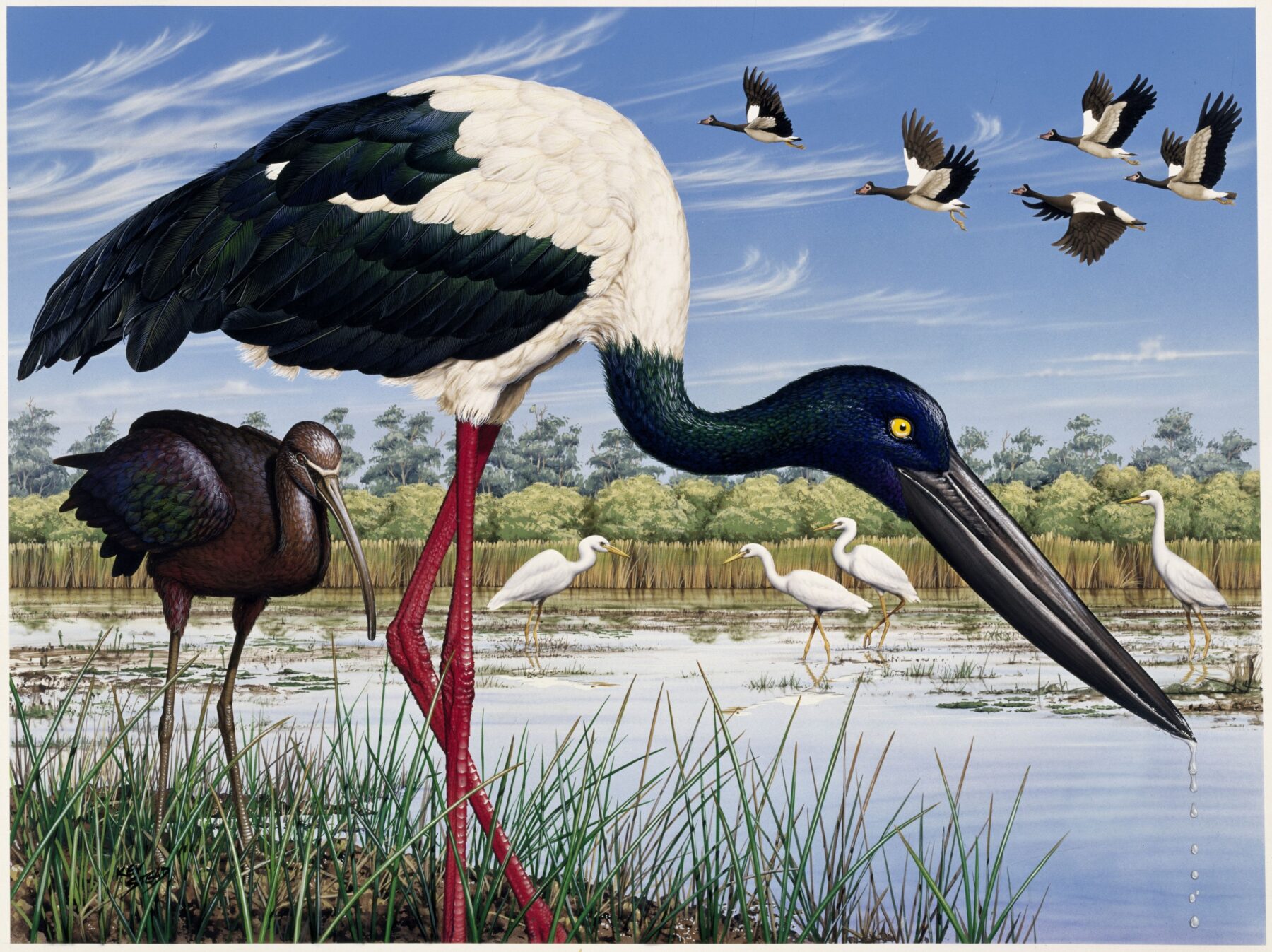 Black-necked stork illustration