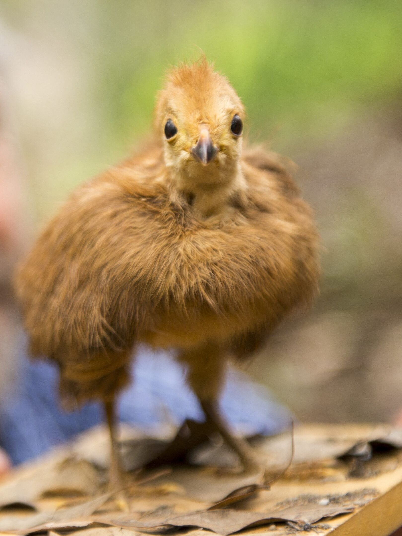 Brush turkey chick