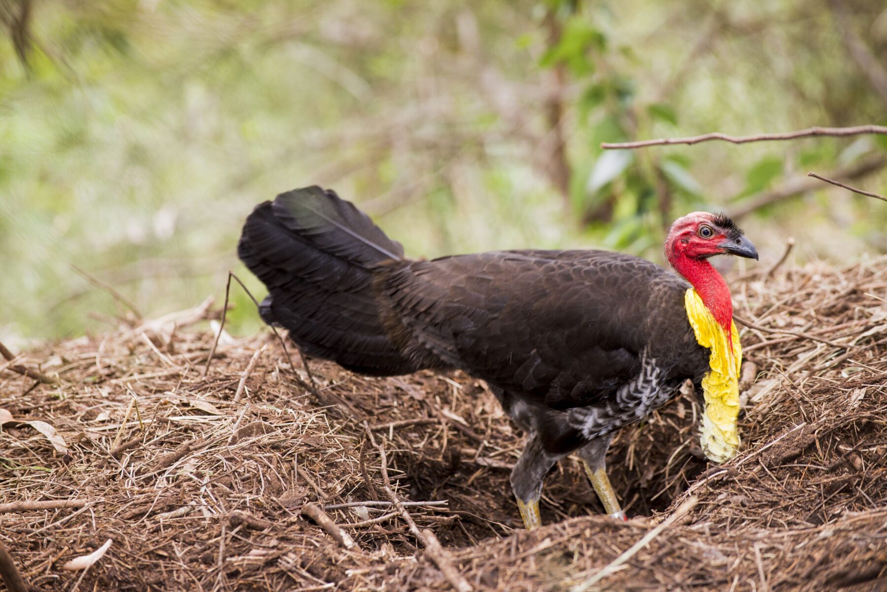 Brush turkey and nest