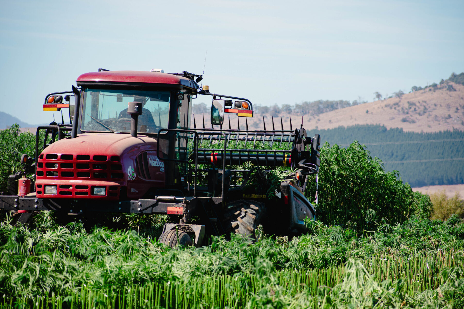 Hemp crop being harvested