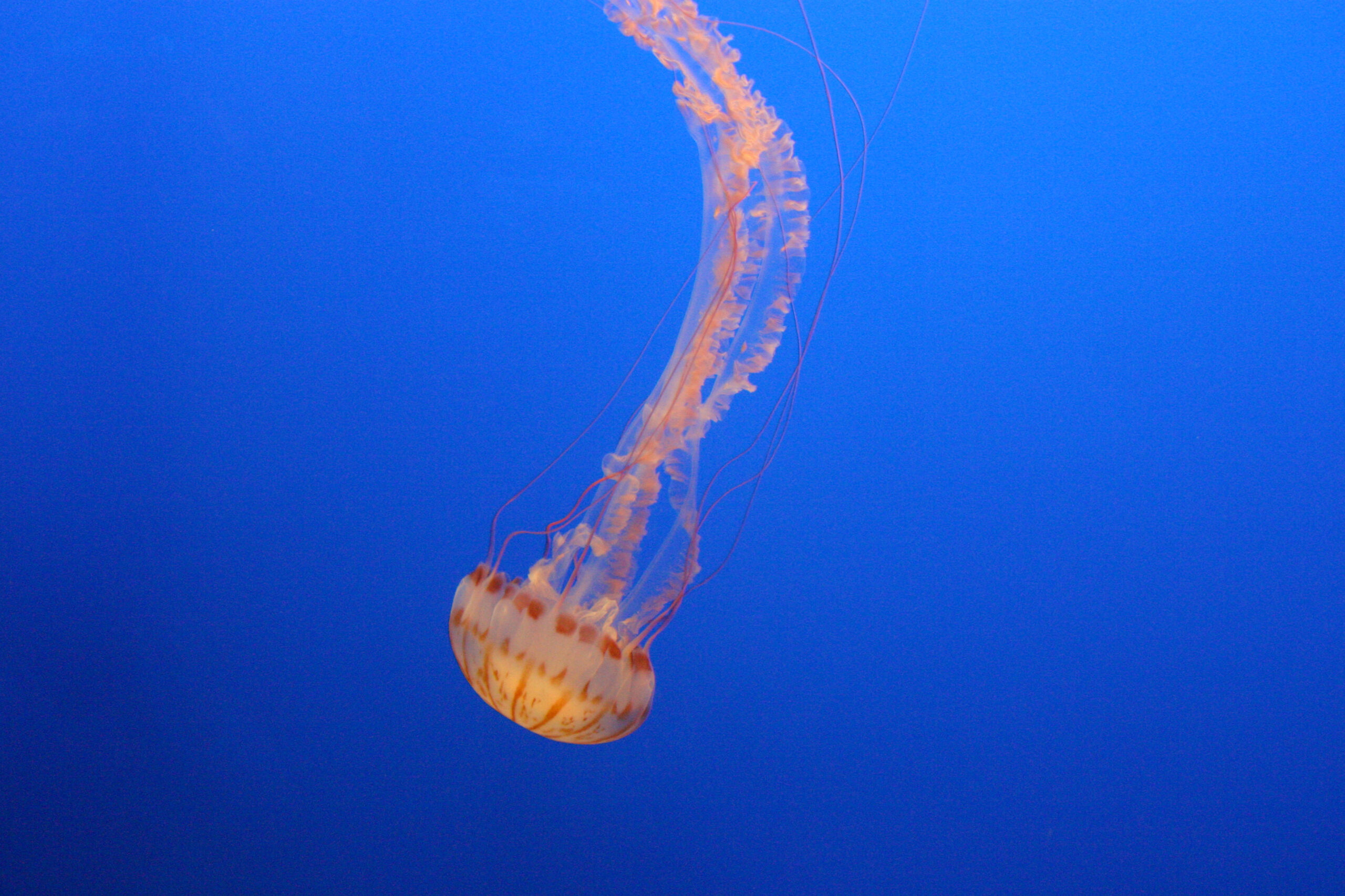 Image for article: Feelings of impending doom? That’s just the Irukandji jellyfish