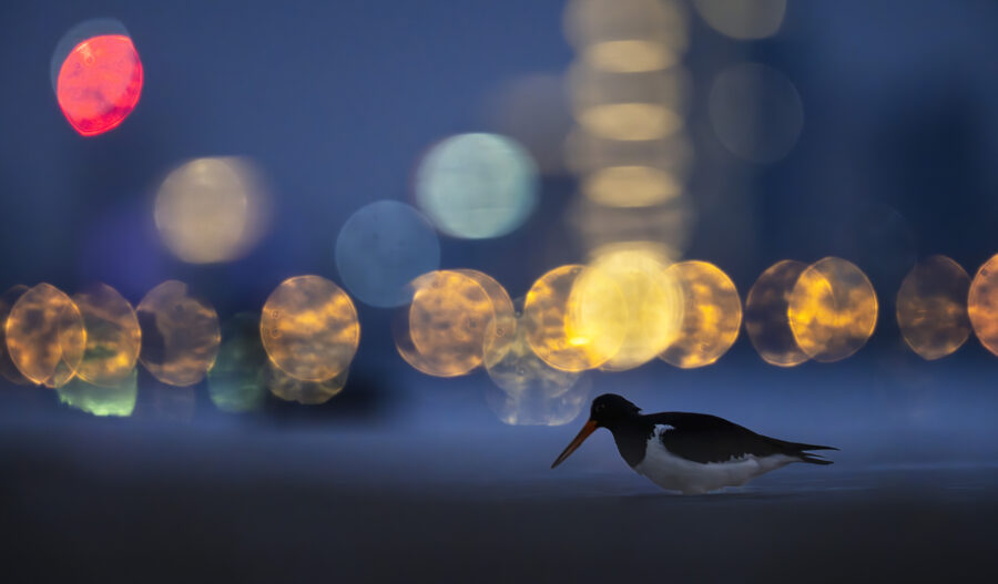 Pied oystercatcher foraging at night