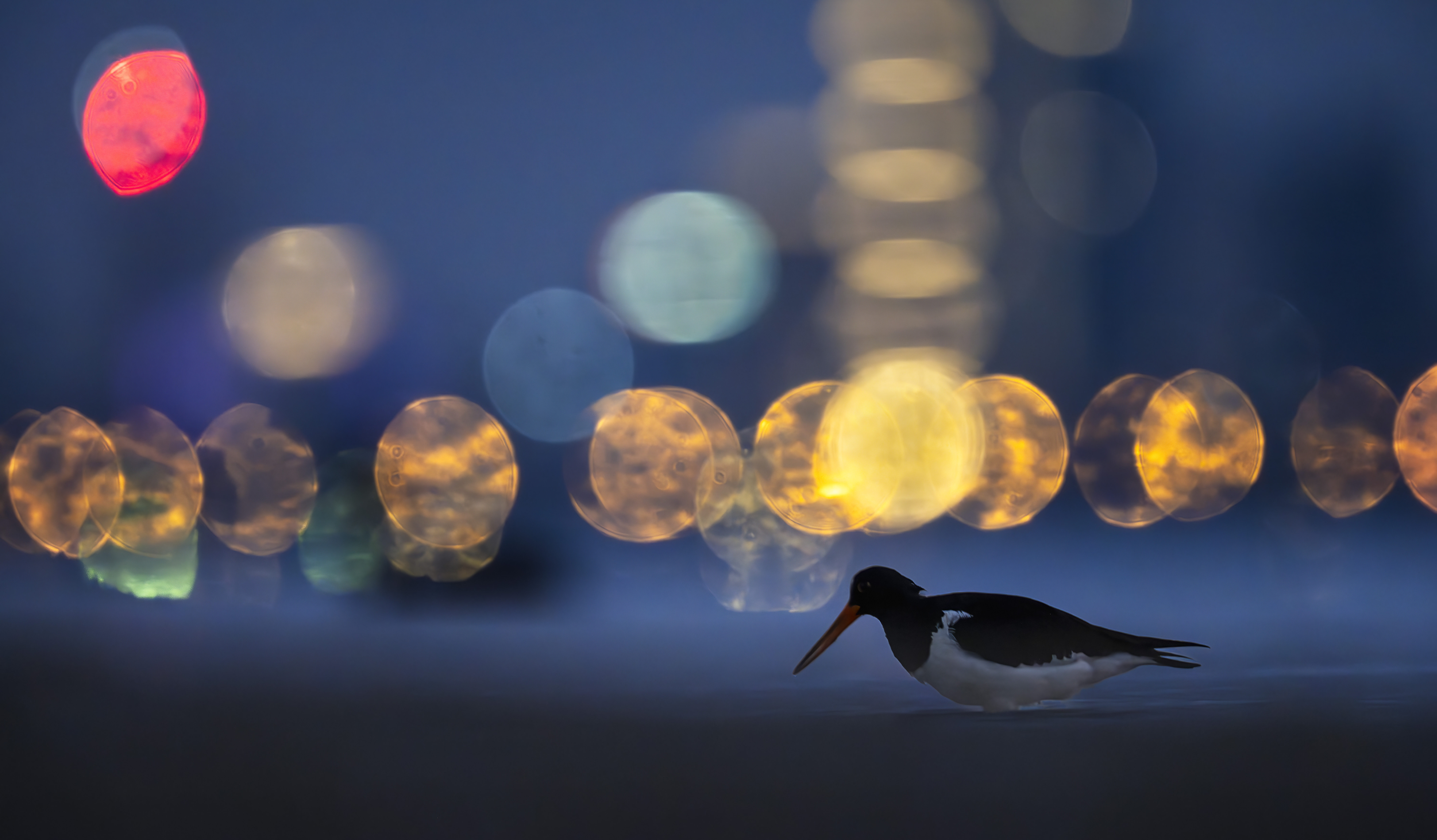 Image for article: Let there be night