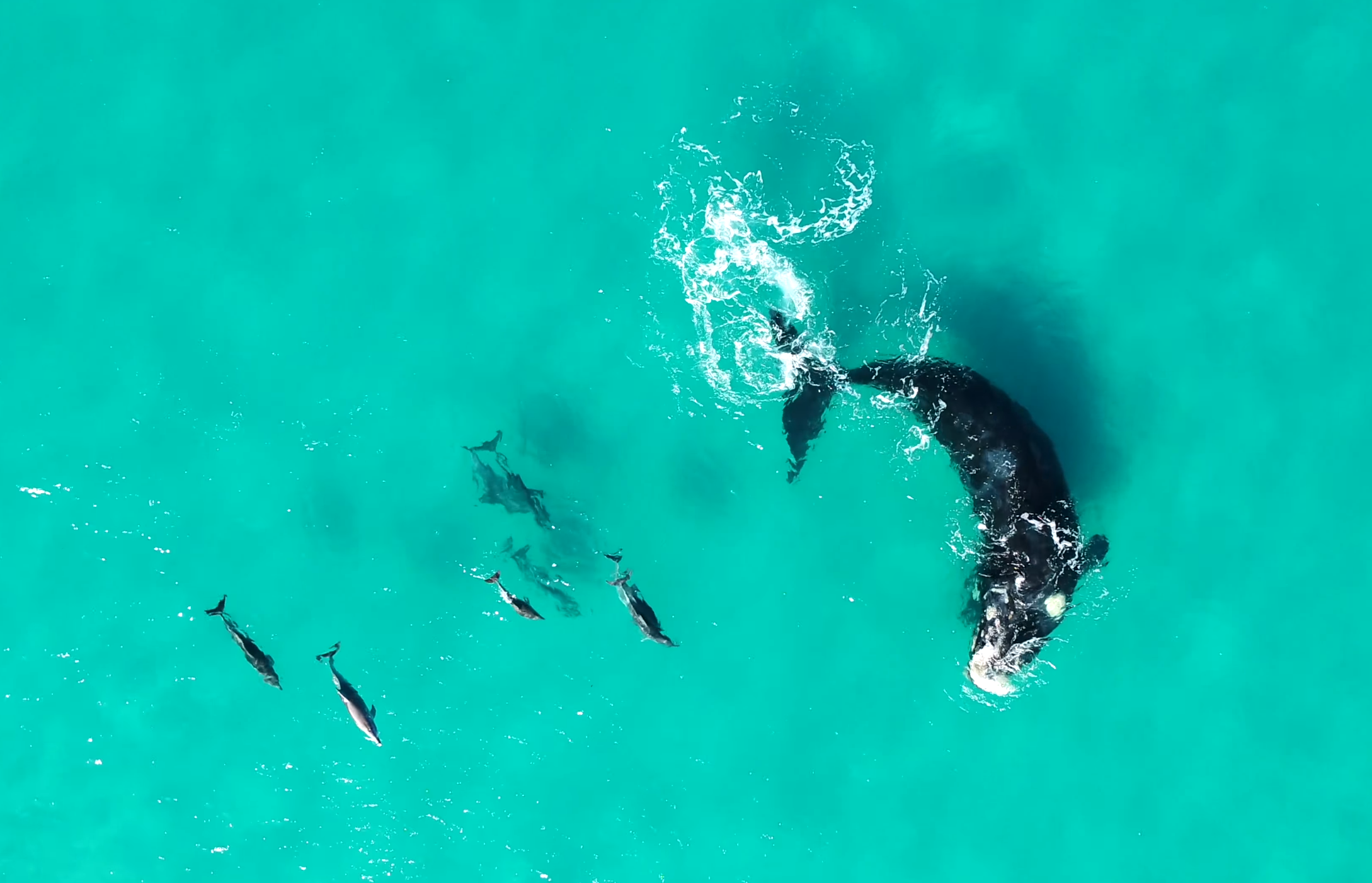 Image for article: Whales and dolphins mutually benefit from ‘playing’ together, study finds