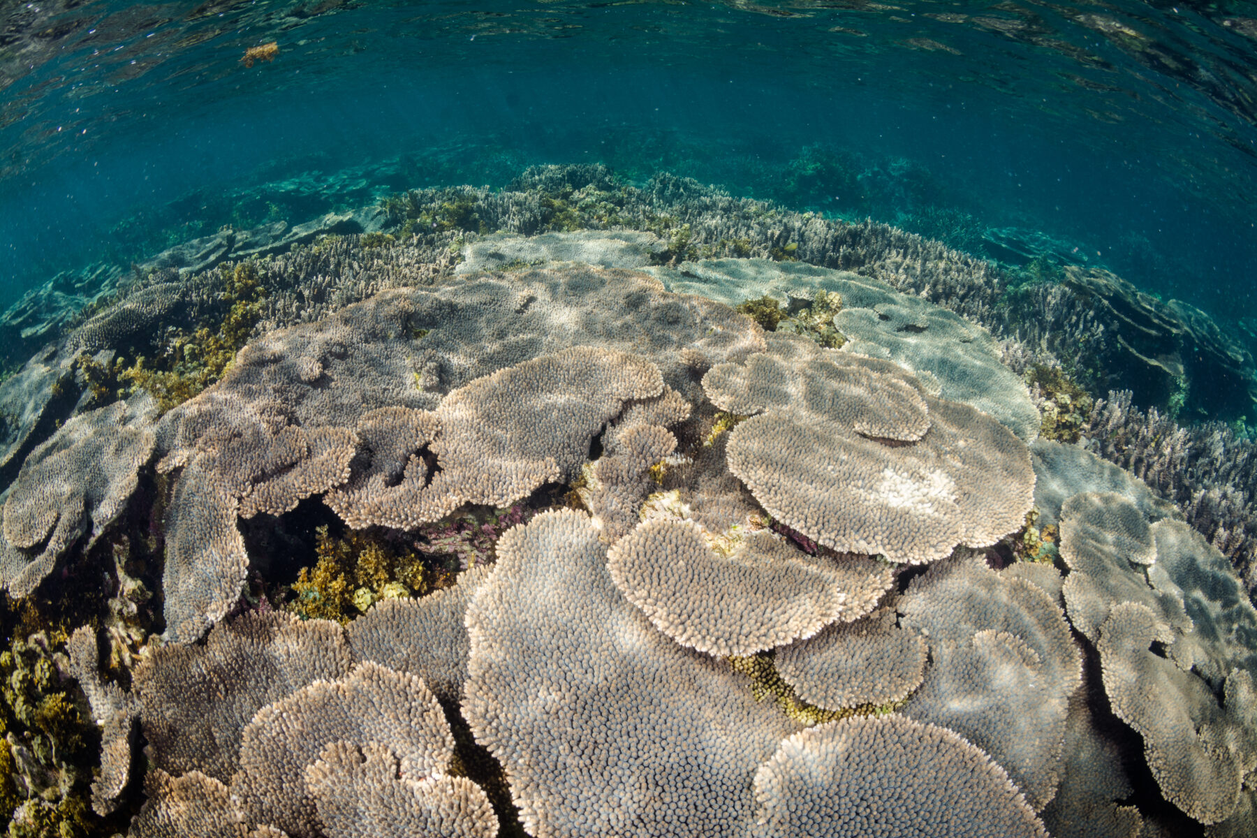 Tiers of Acropora nyinggulu coral