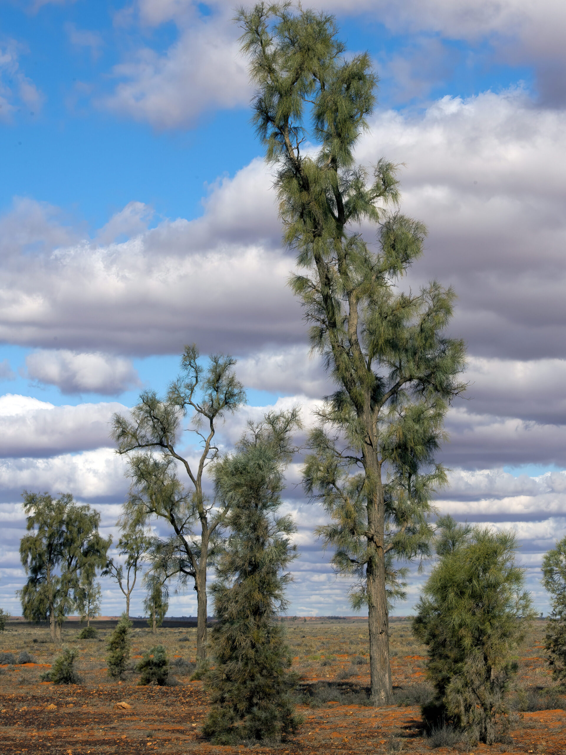 Mac Clark (Acacia Peuce) Conservation Reserve