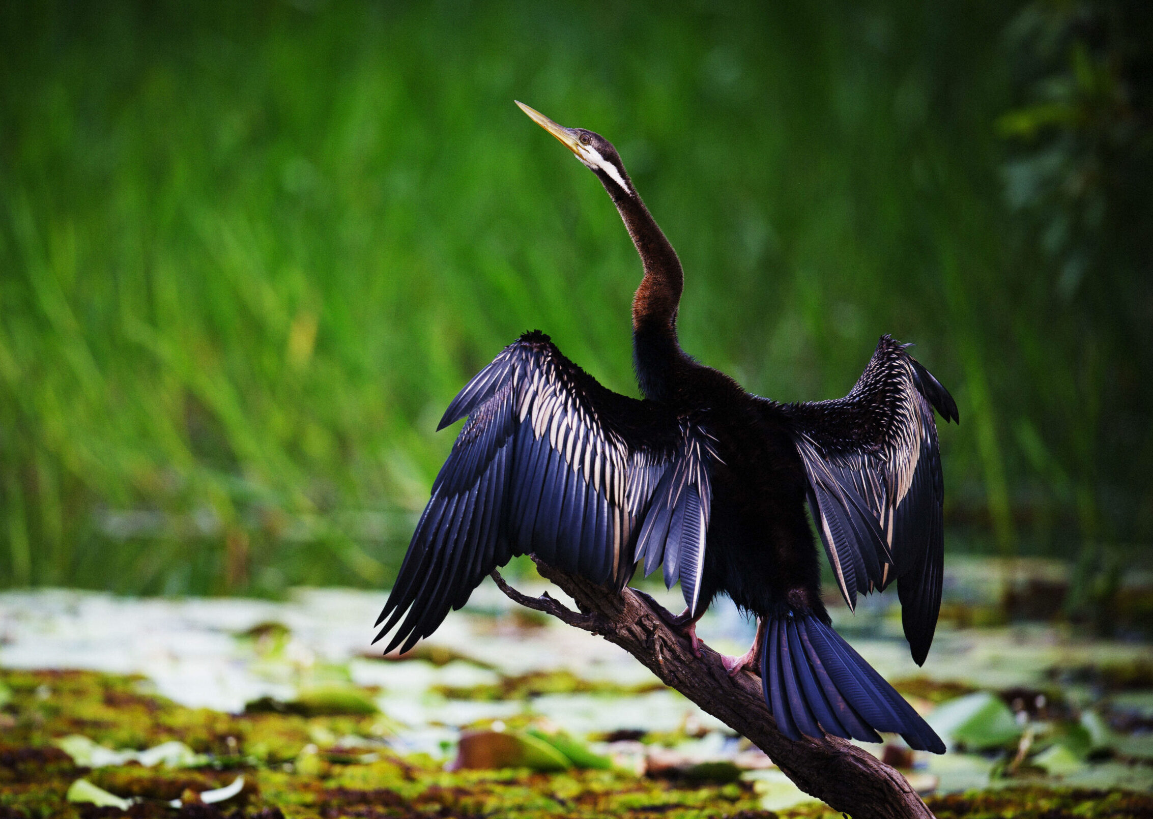 Image for article: KAKADU: Where man meets wild and nature calls the shots