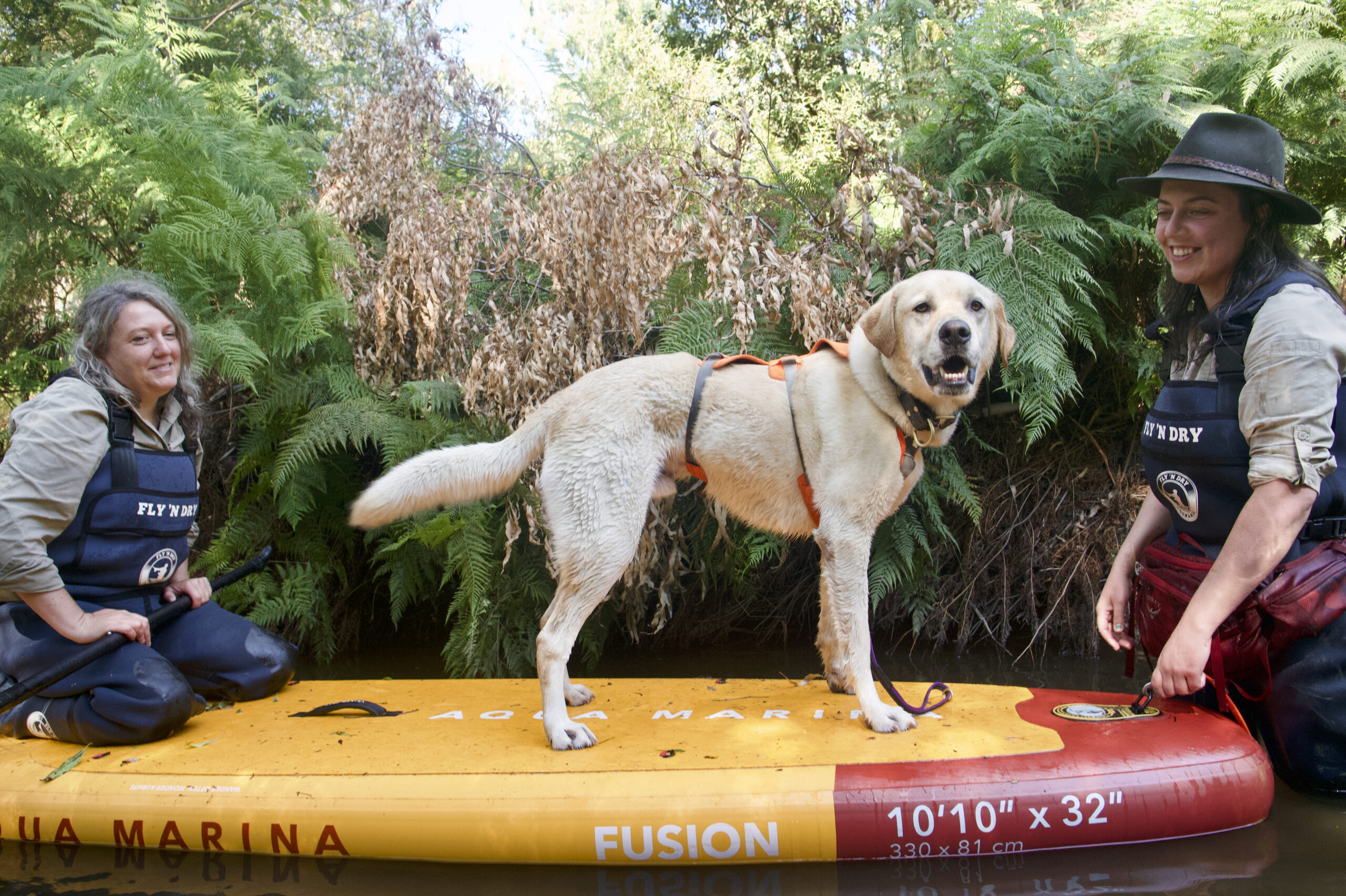 Image for article: Paddleboarding pups sniff out elusive platypus